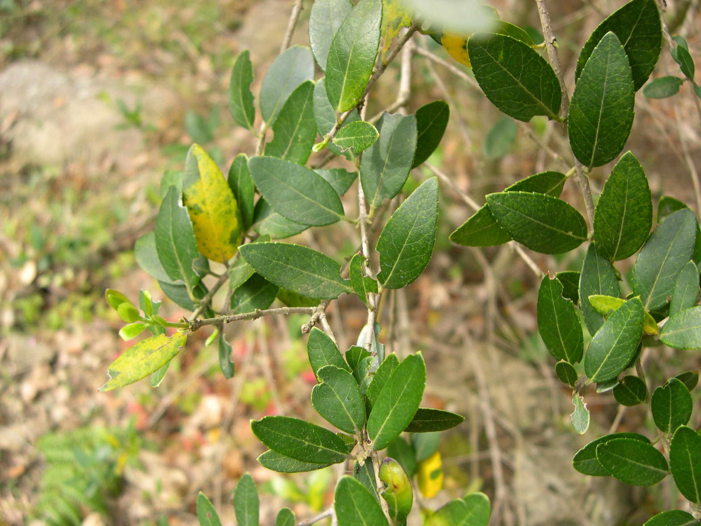 phillyrea_latifolia2md