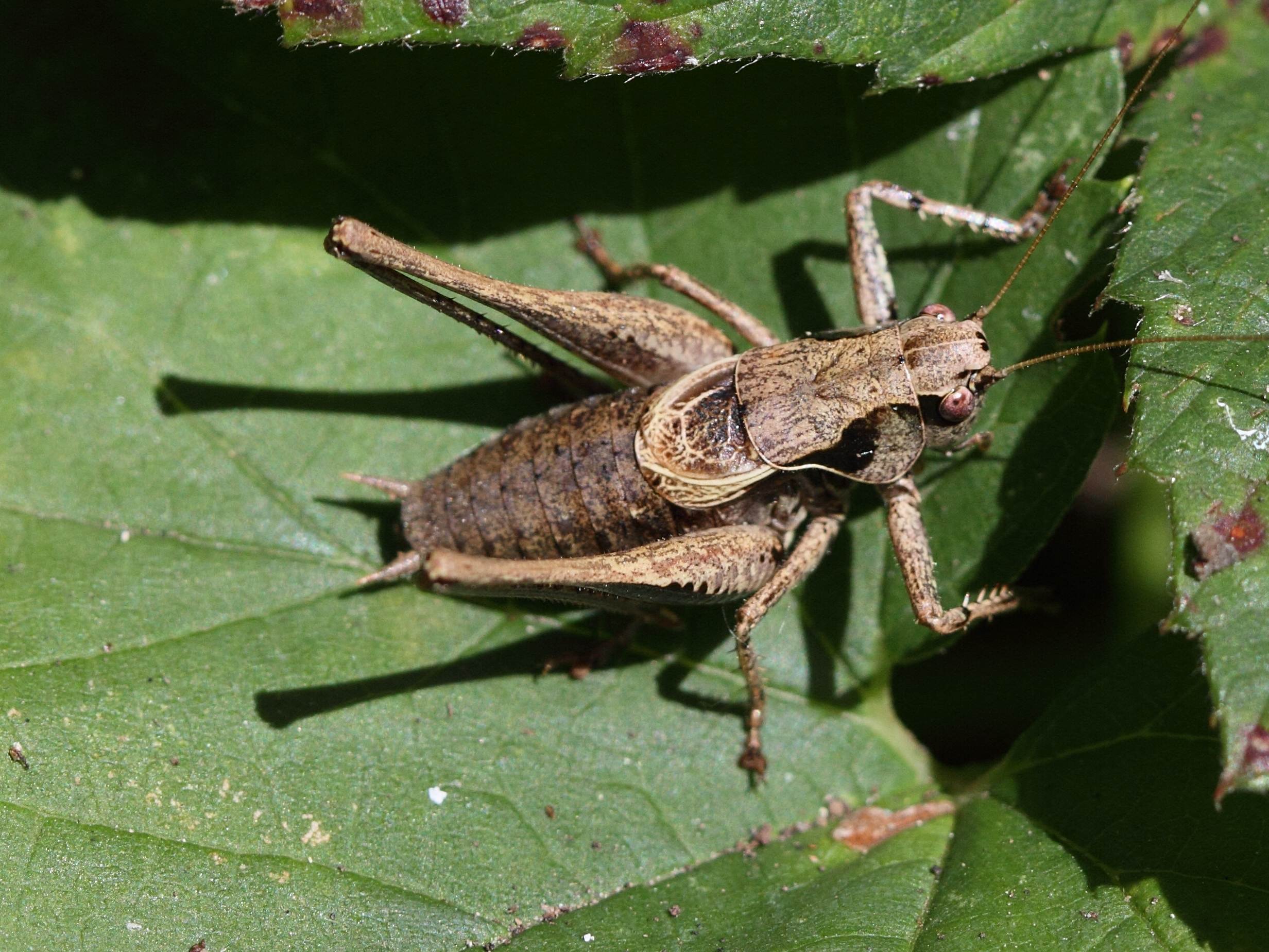 pholidoptera_griseoaptera5bd