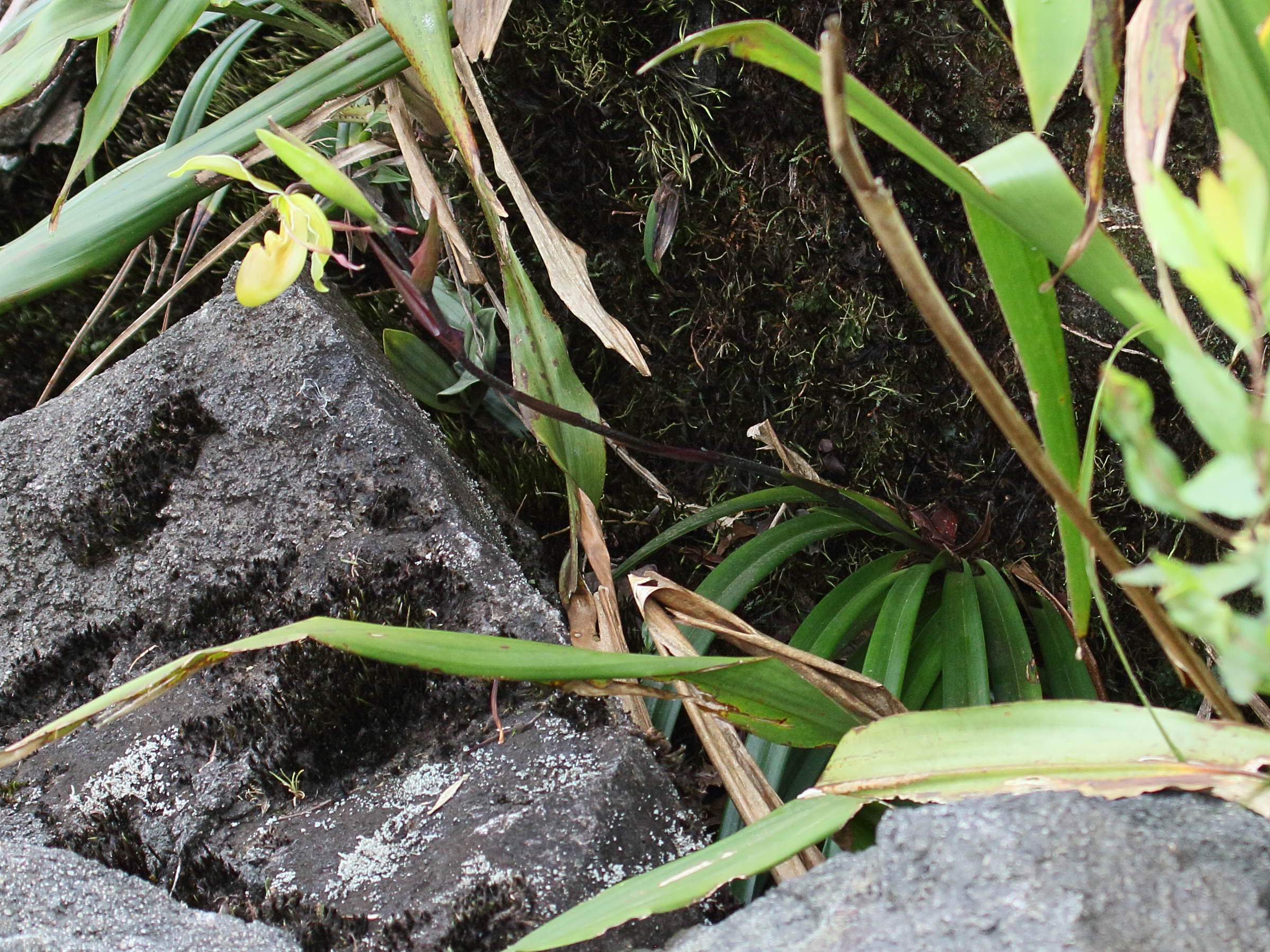 phragmipedium_longifolium1bd