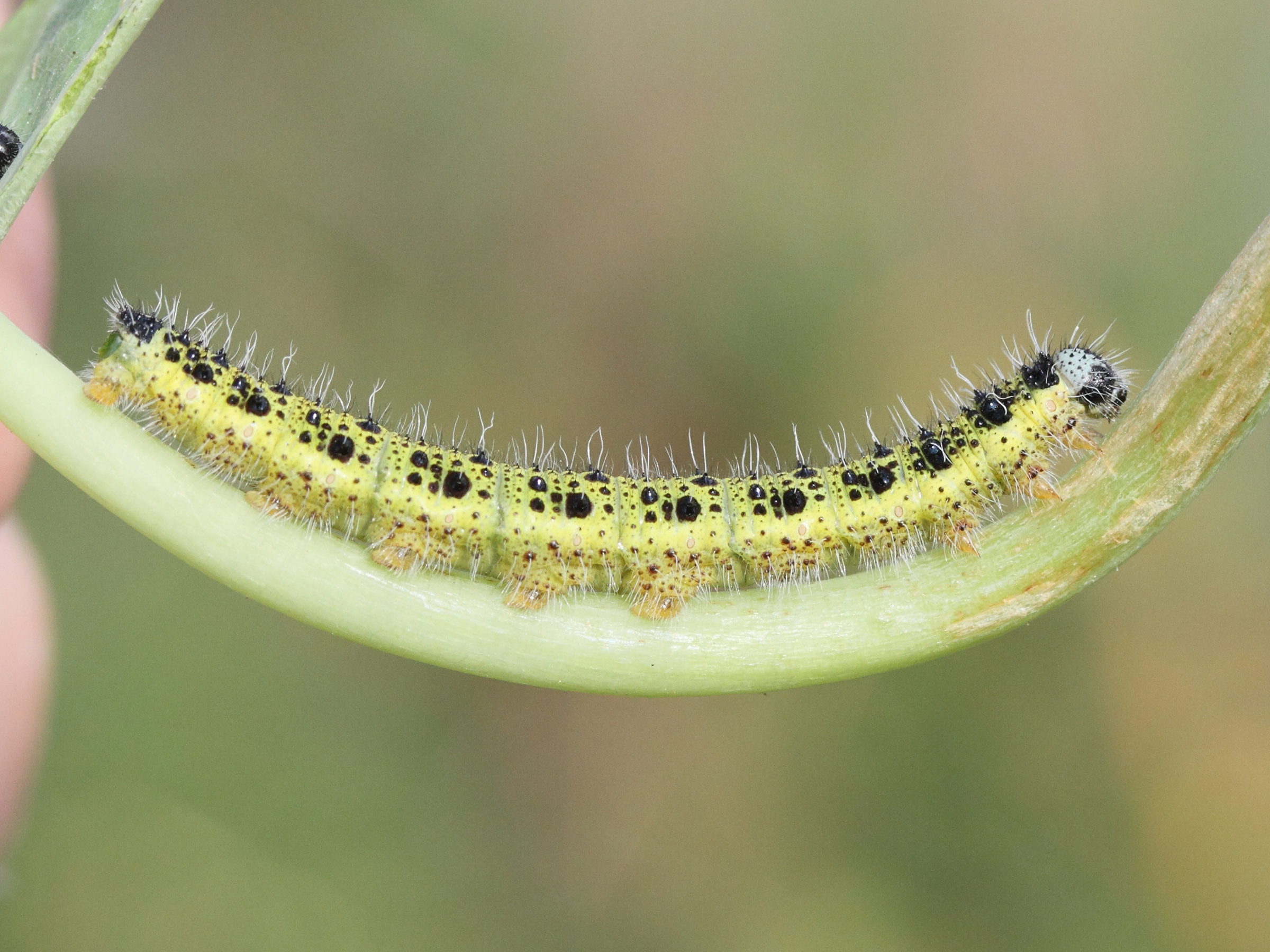 pieris_brassicae_ch4md