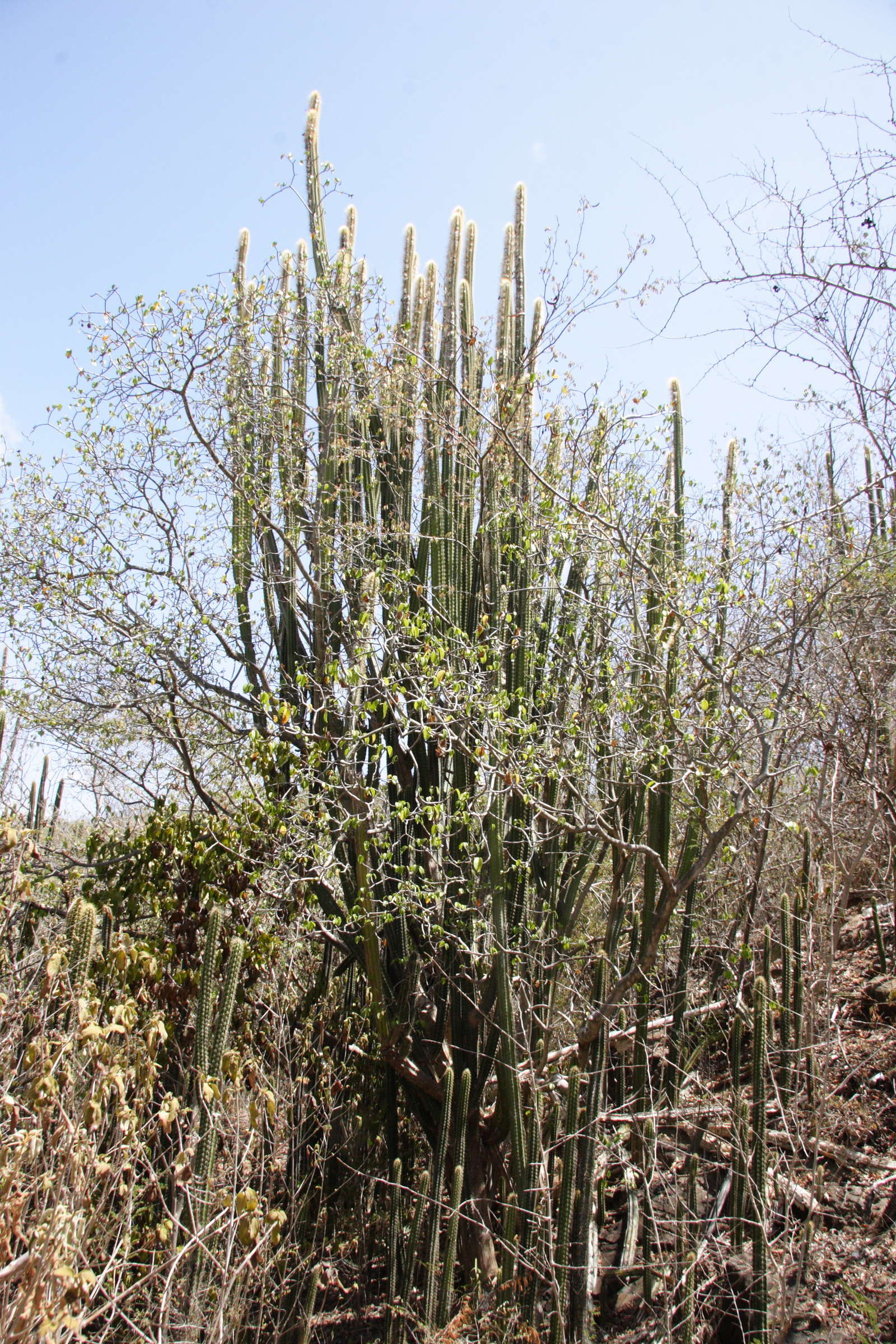 pilosocereus_royeni1md