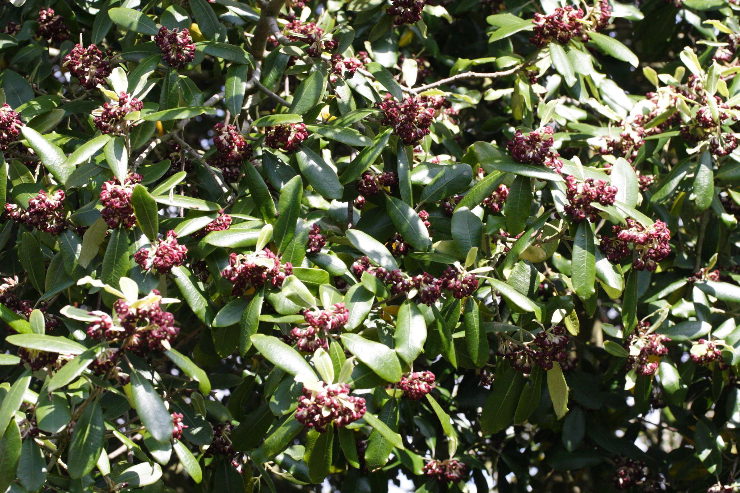 pittosporum_ralphii1md