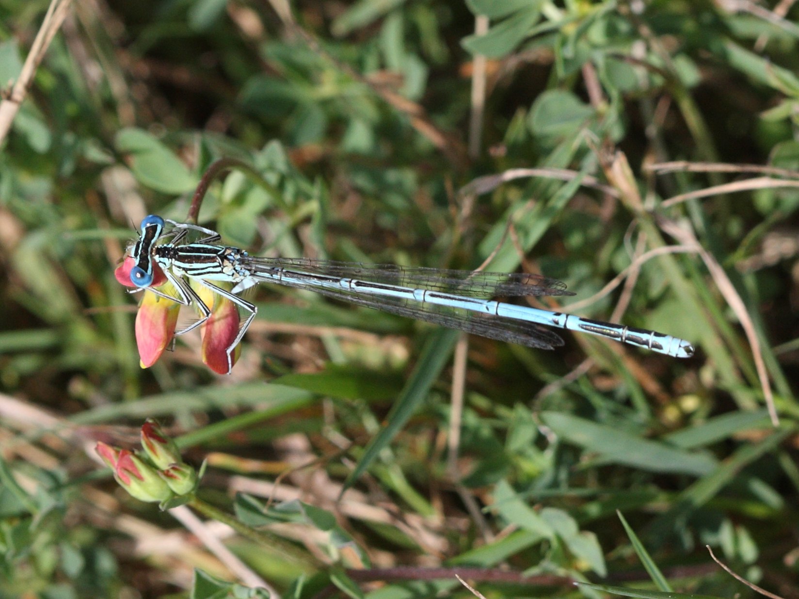 platycnemis_pennipes4bbd