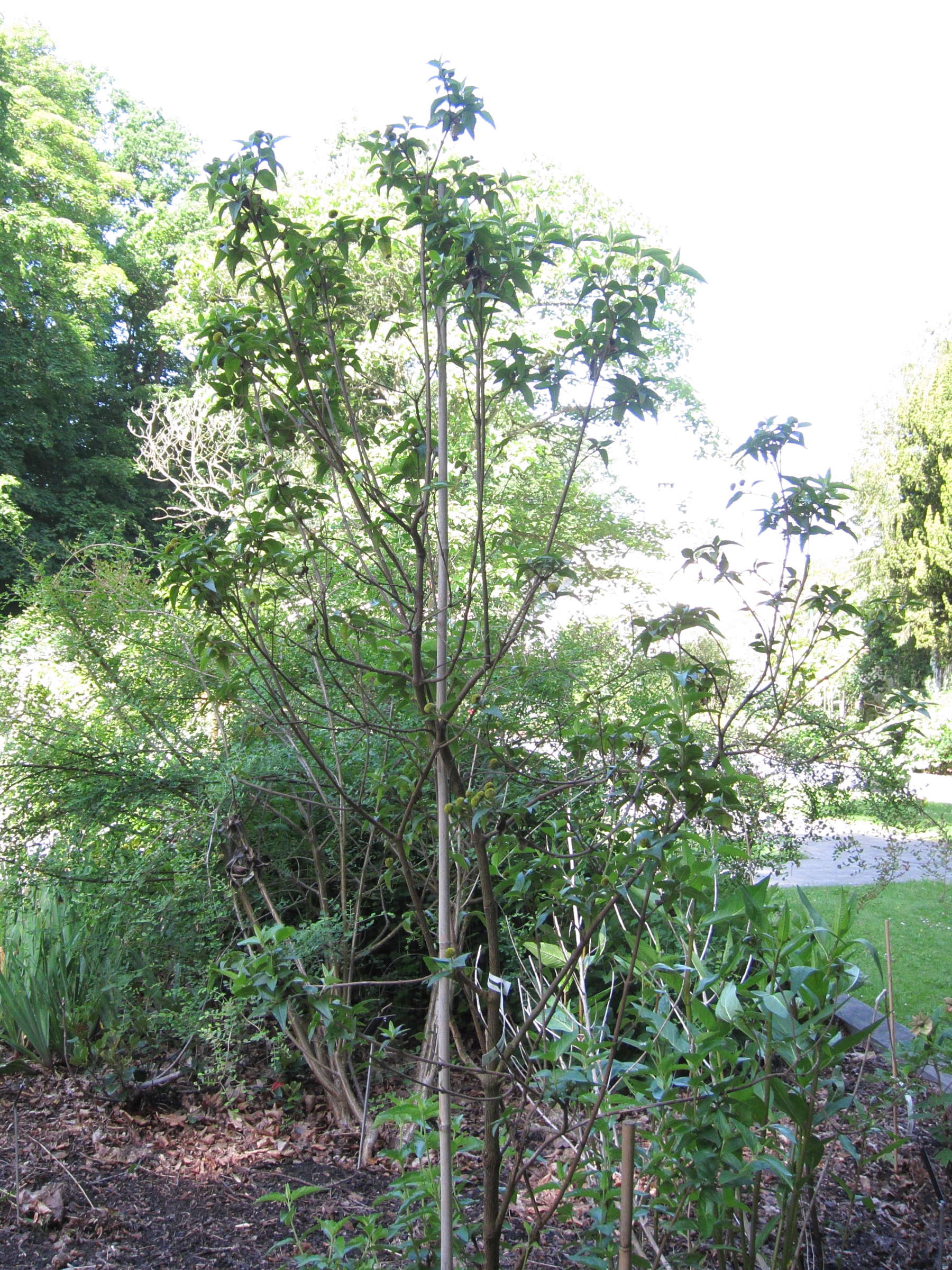 podanthus_mitiqui1bd