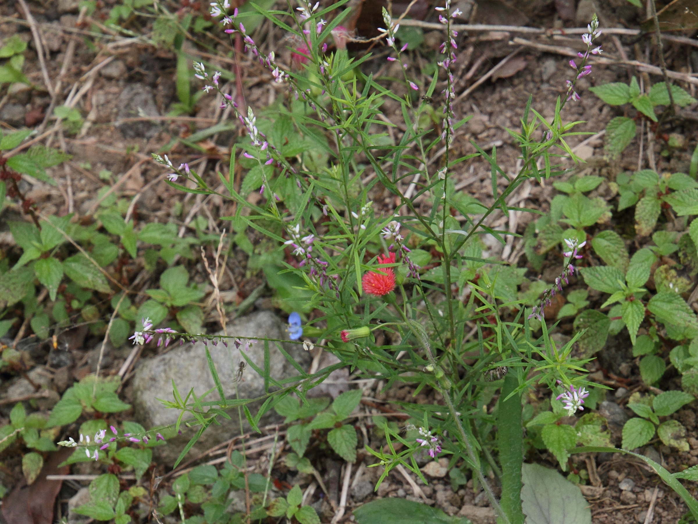 polygala_paniculata3md