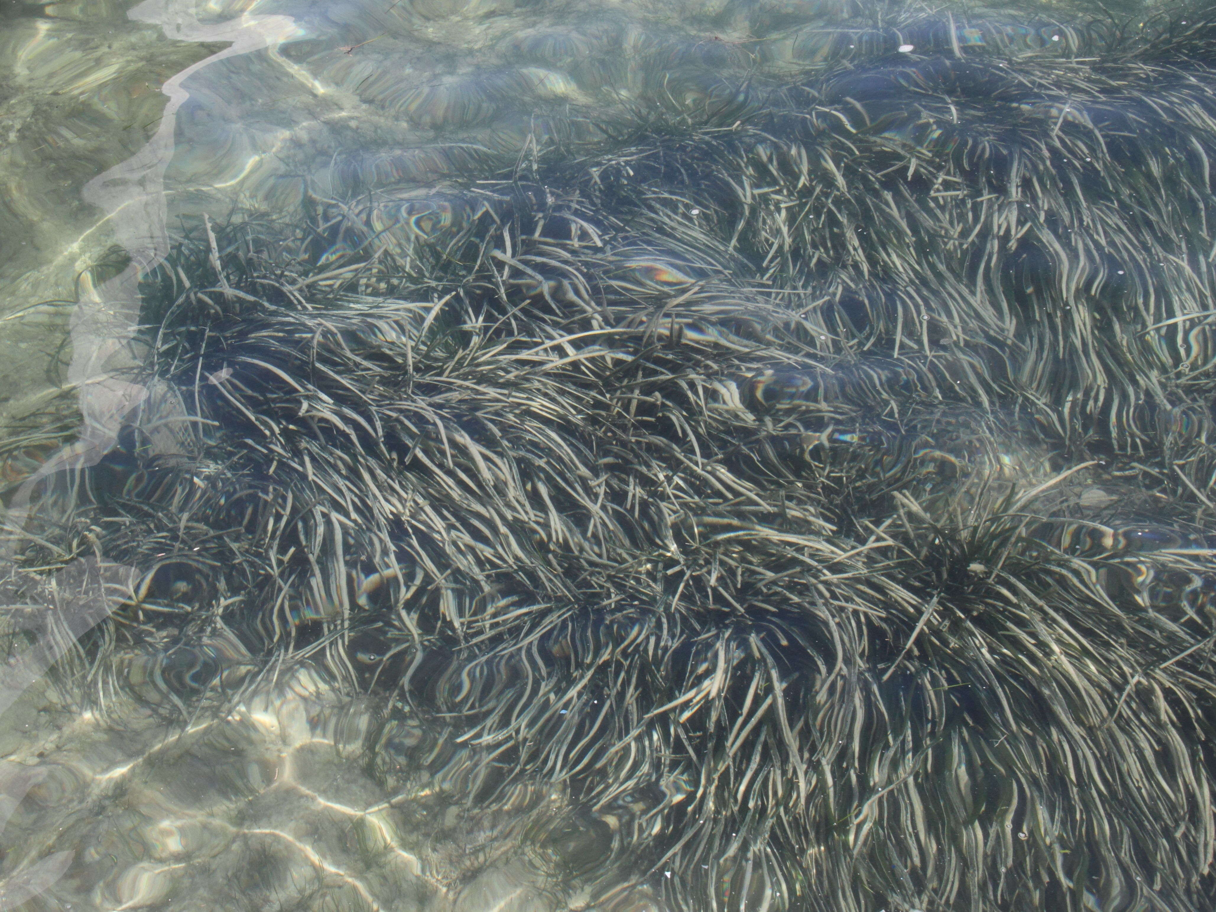 posidonia_oceanica8bd