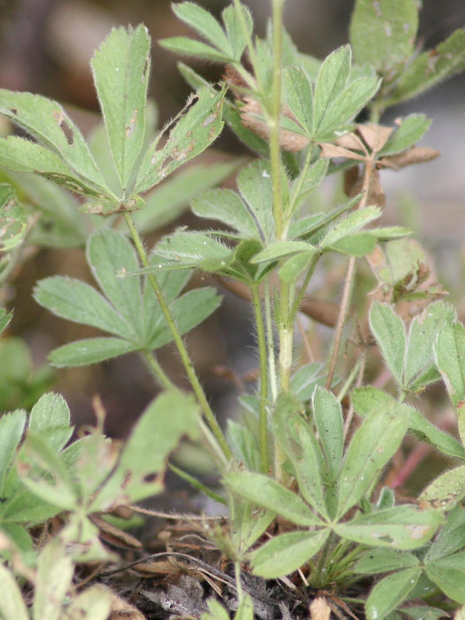 potentilla_caulescens3md