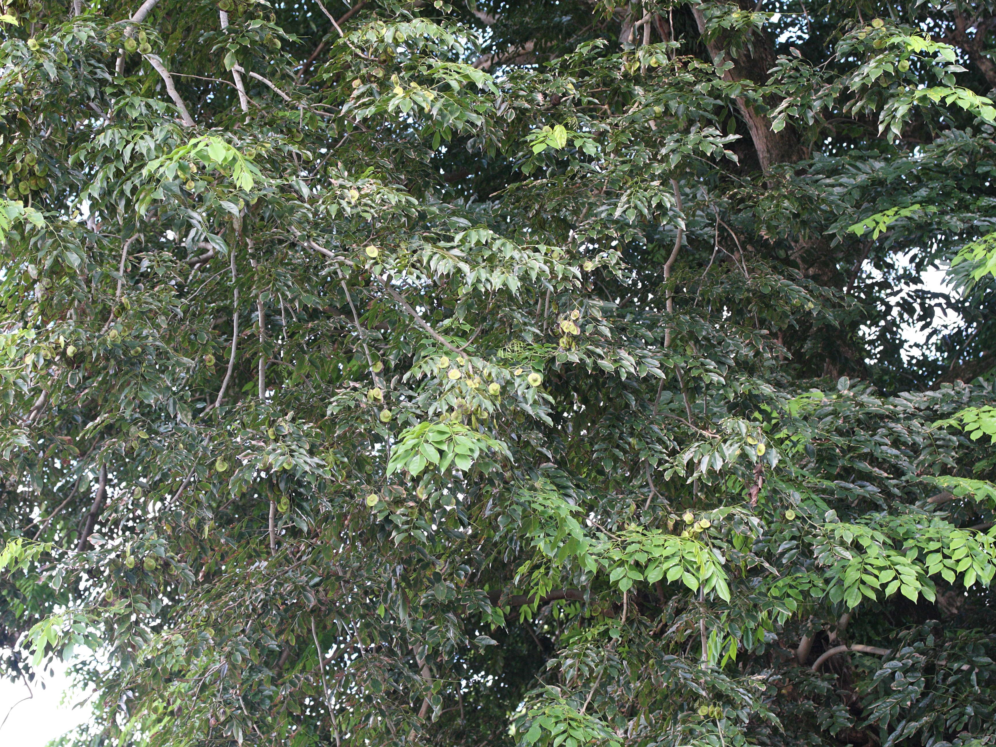 Afficher le média pterocarpus_indicus1md pterocarpus_indicus1md