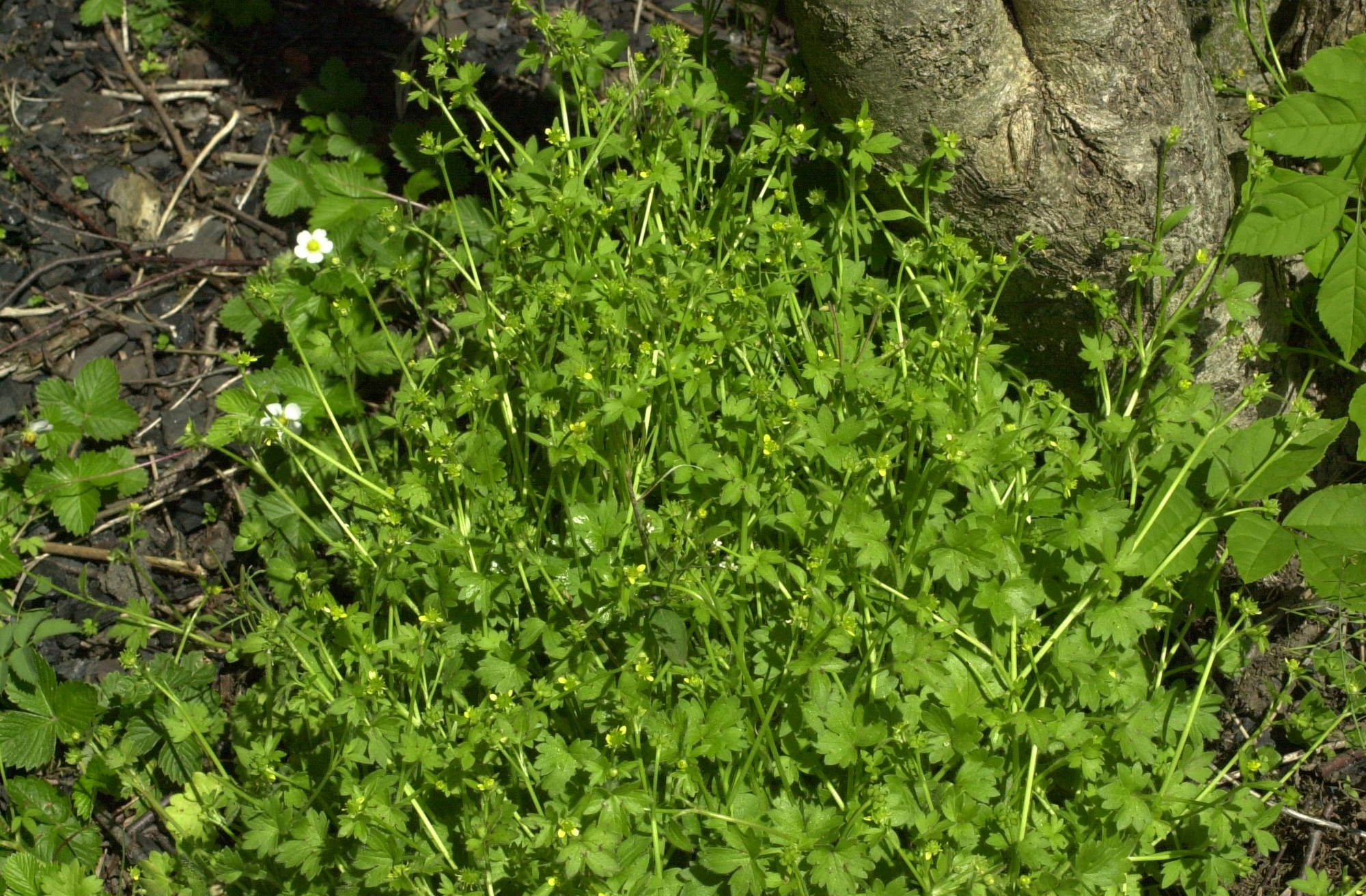 Afficher le média ranunculus_parviflorus1md ranunculus_parviflorus1md