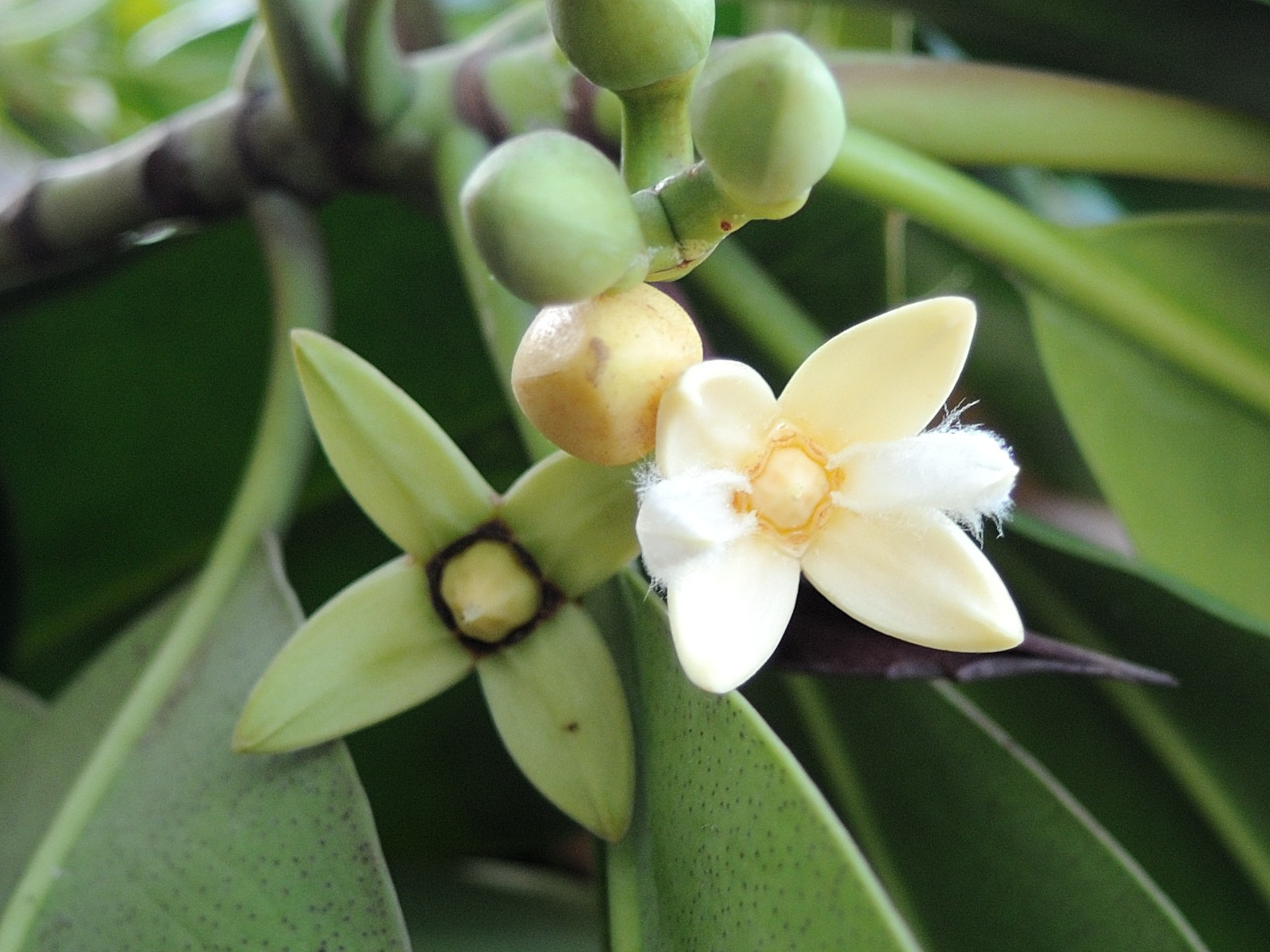 rhizophora_mucronata4md