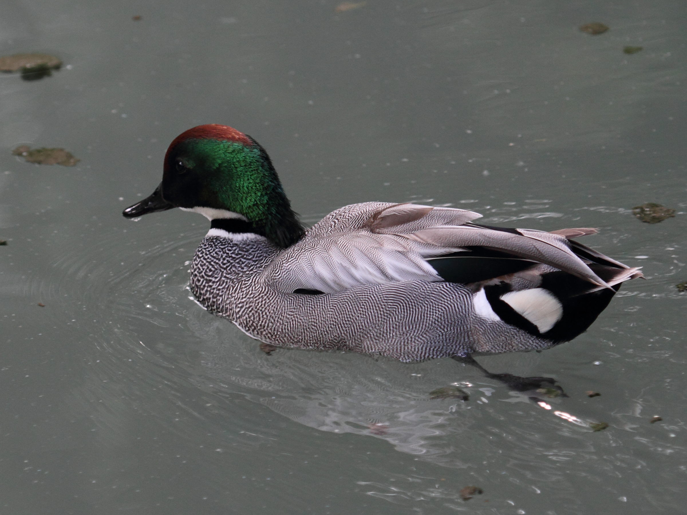 sarcelle_a_faucille_-_anas_falcata2bd