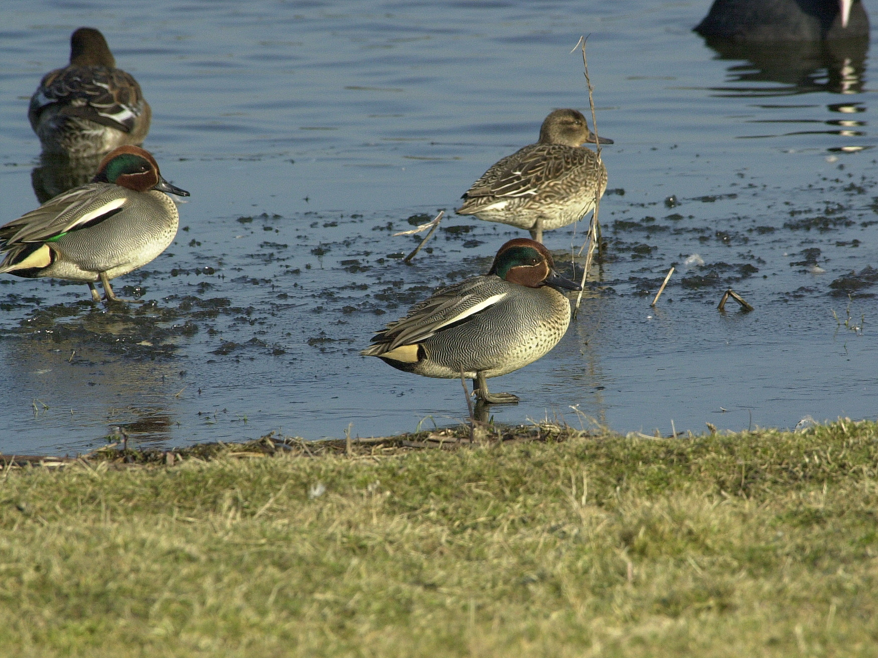 sarcelle_d-hiver_-_anas_crecca1bd