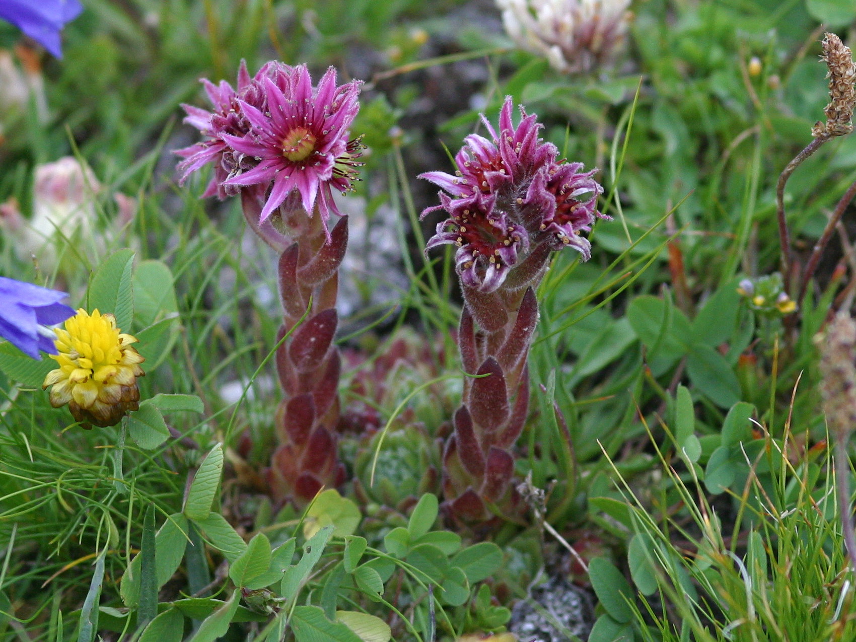 sempervivum_montanum1bd