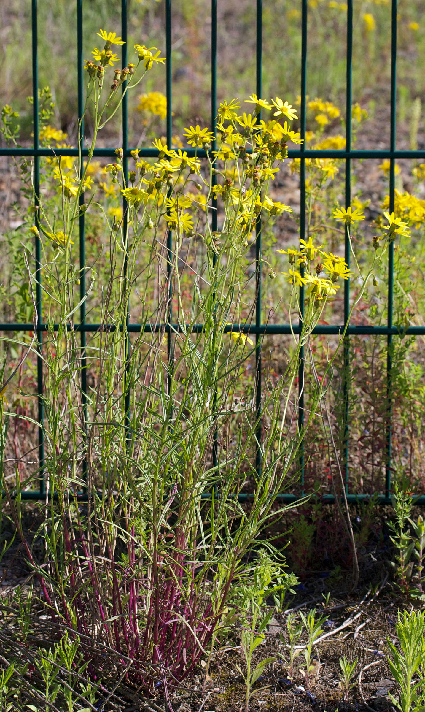 senecio_inaequidens7md