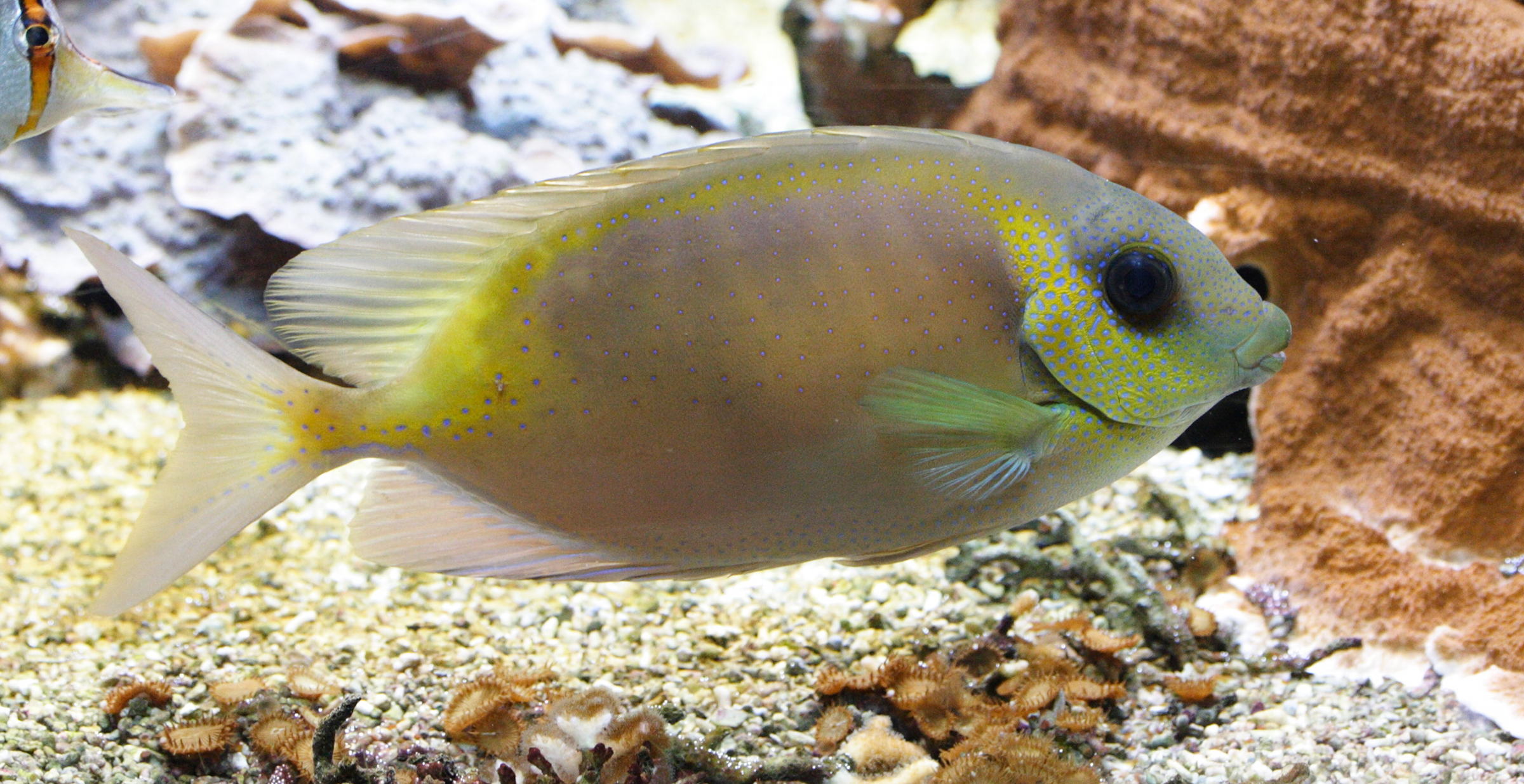 siganus_corallinus1md