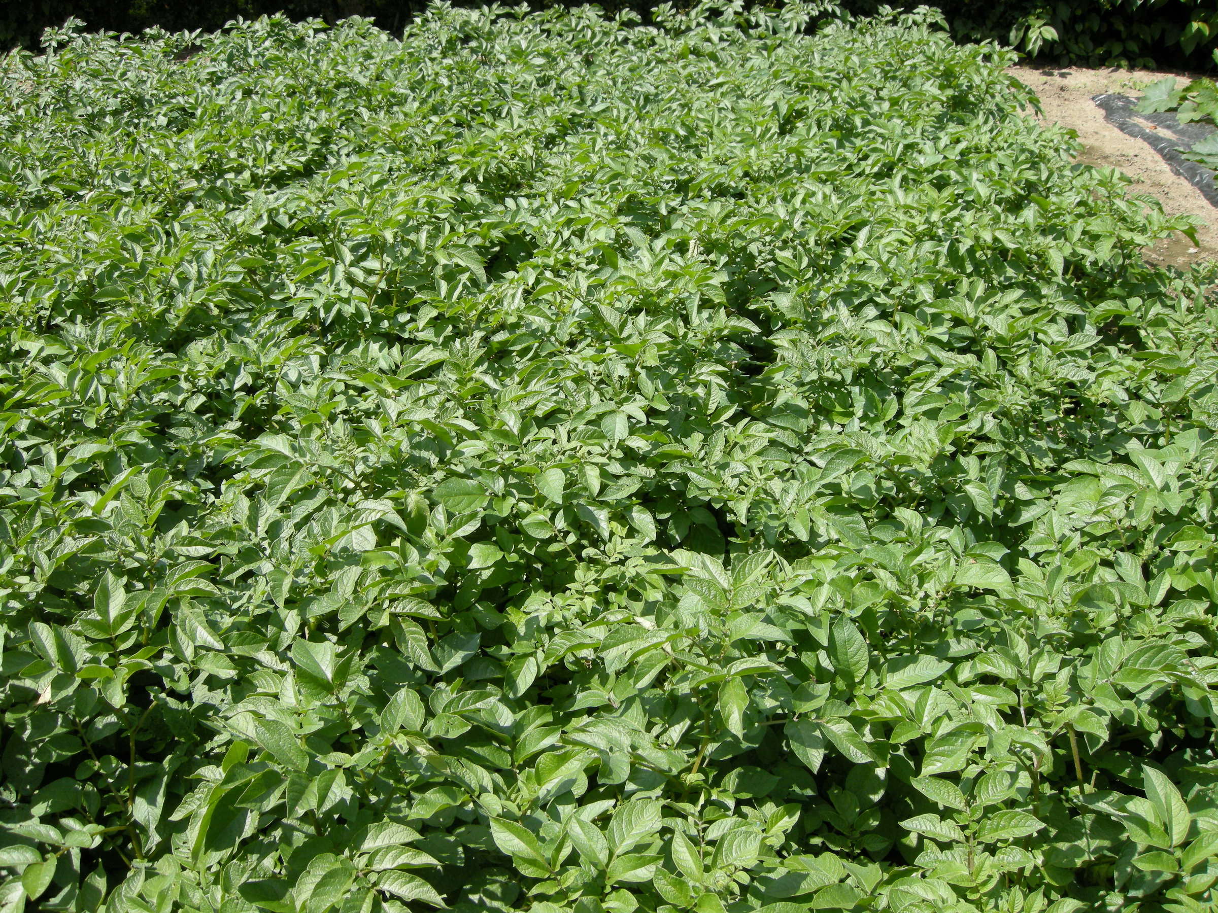 solanum_tuberosum1md