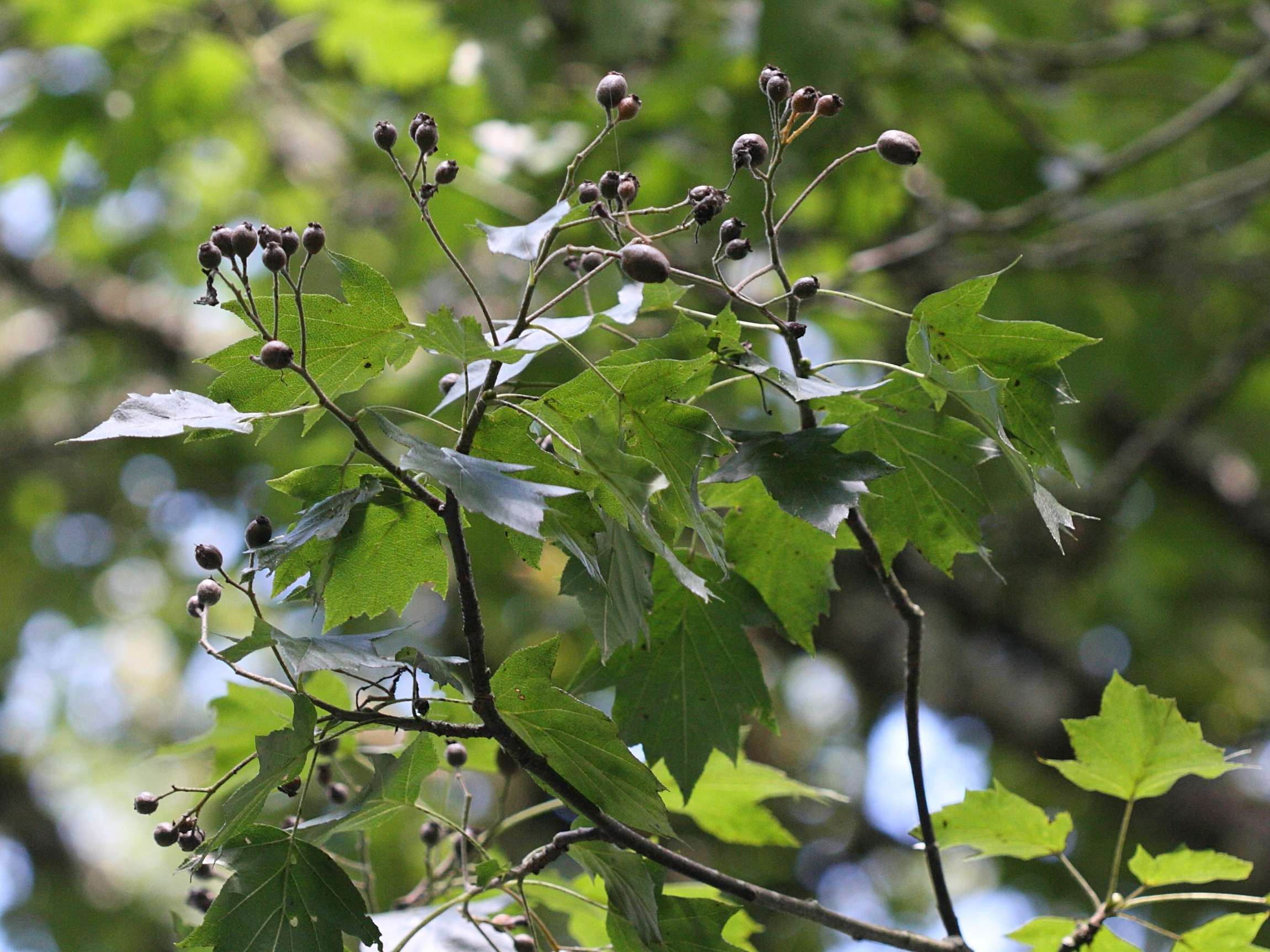 sorbus_torminalis2bd