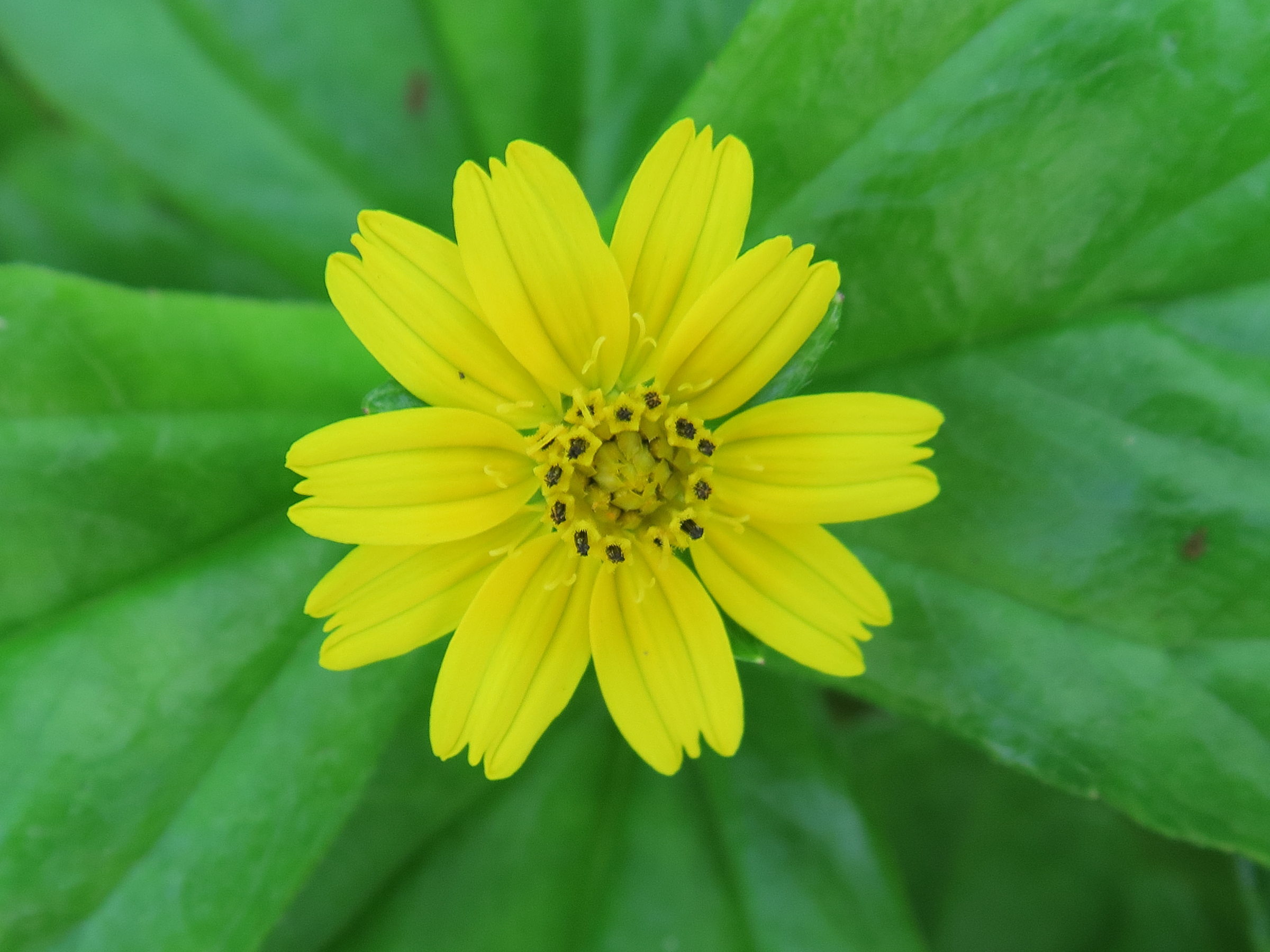 sphagneticola_trilobata9md