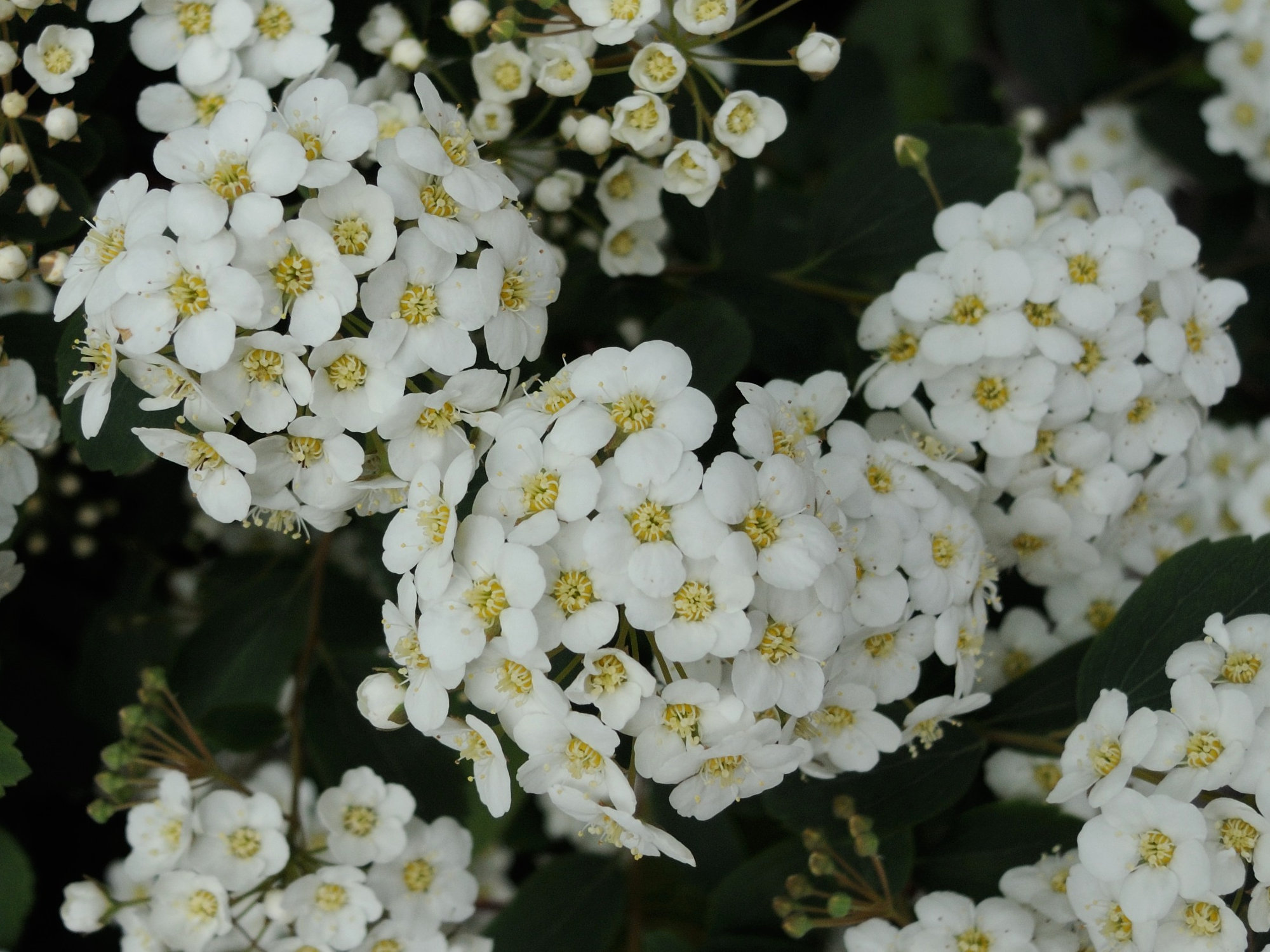 spiraea_x_vanhouttei2md