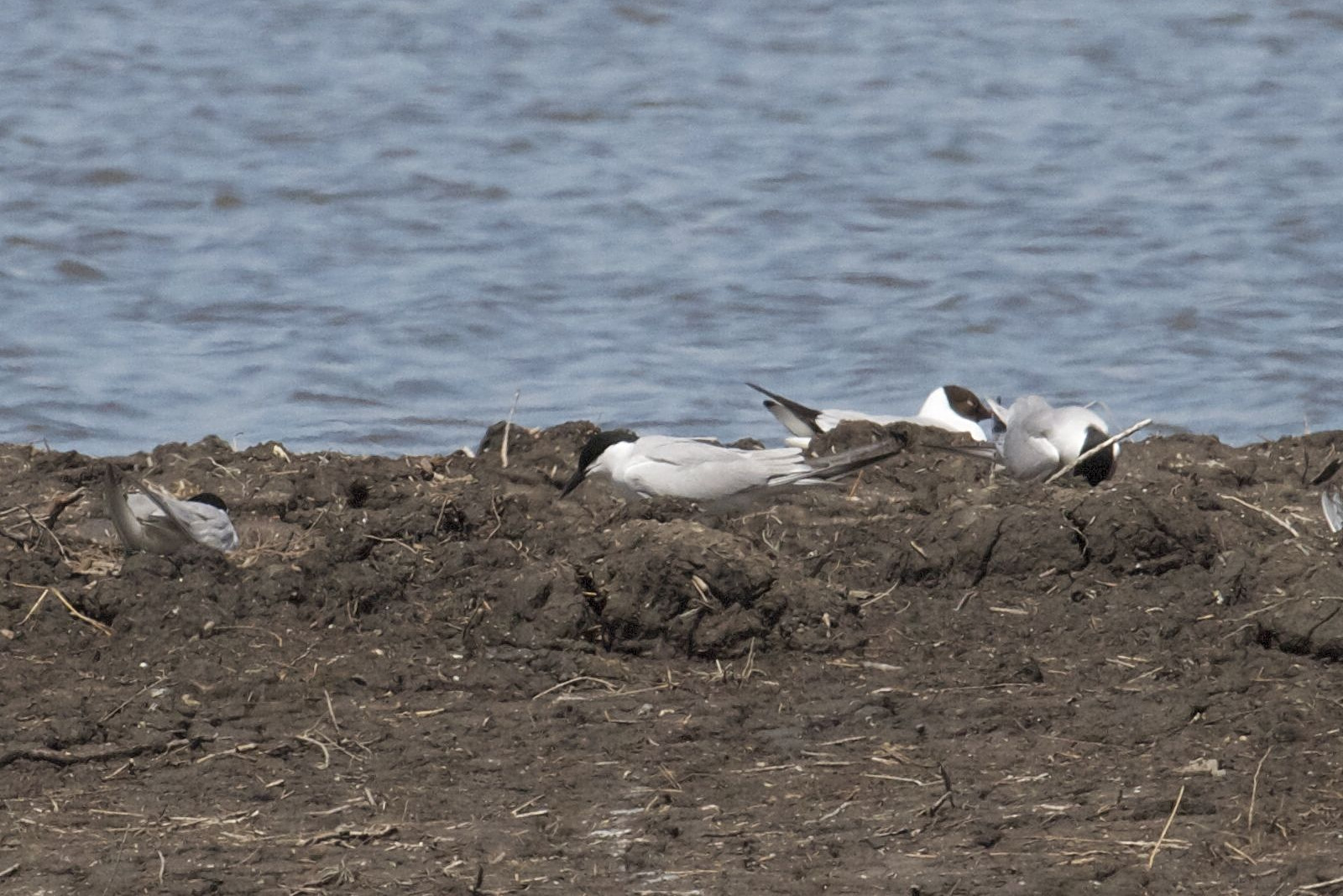 sterne_hansel_-_gelochelidon_nilotica1bd