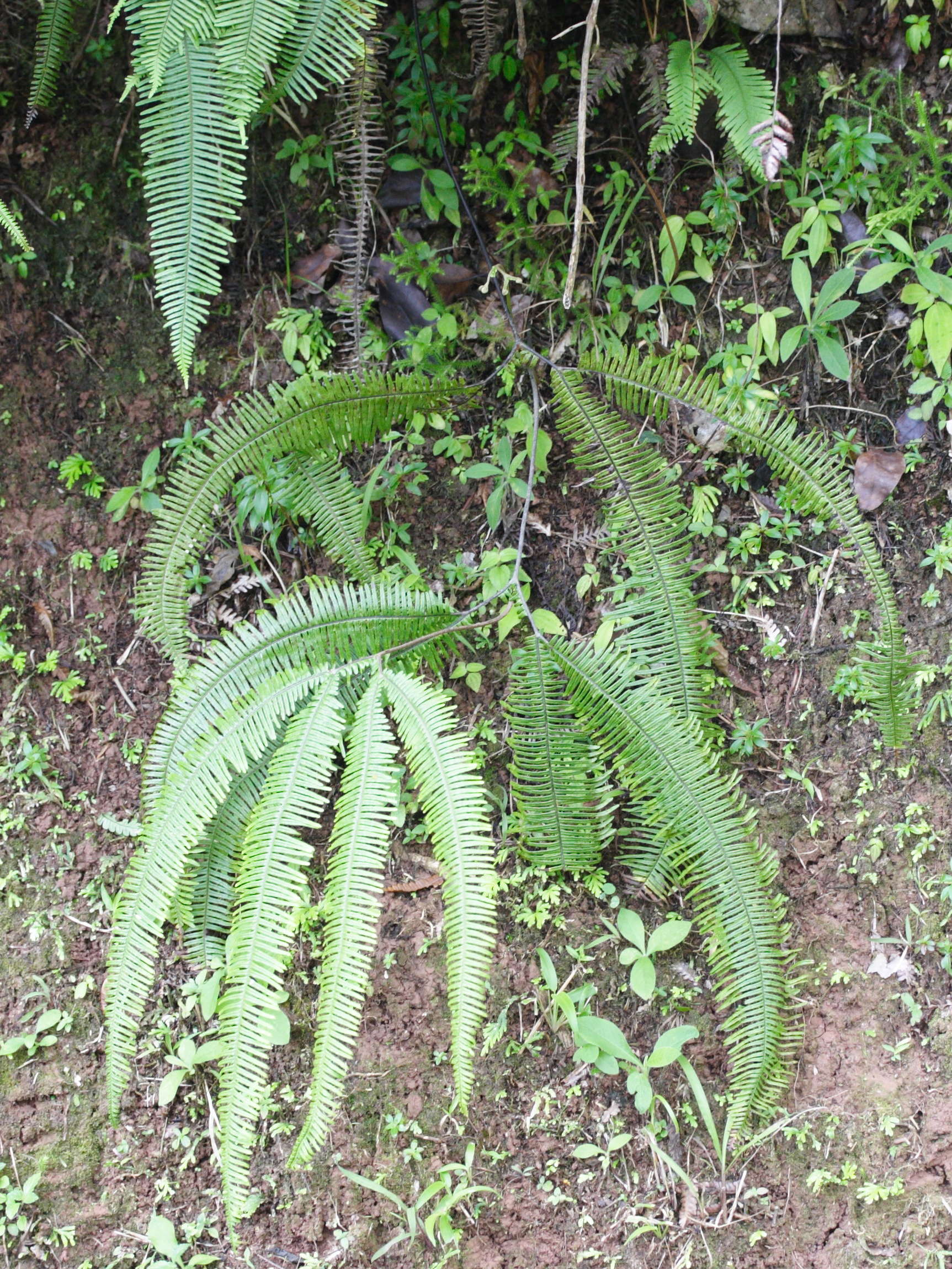 sticherus_bifidus3md