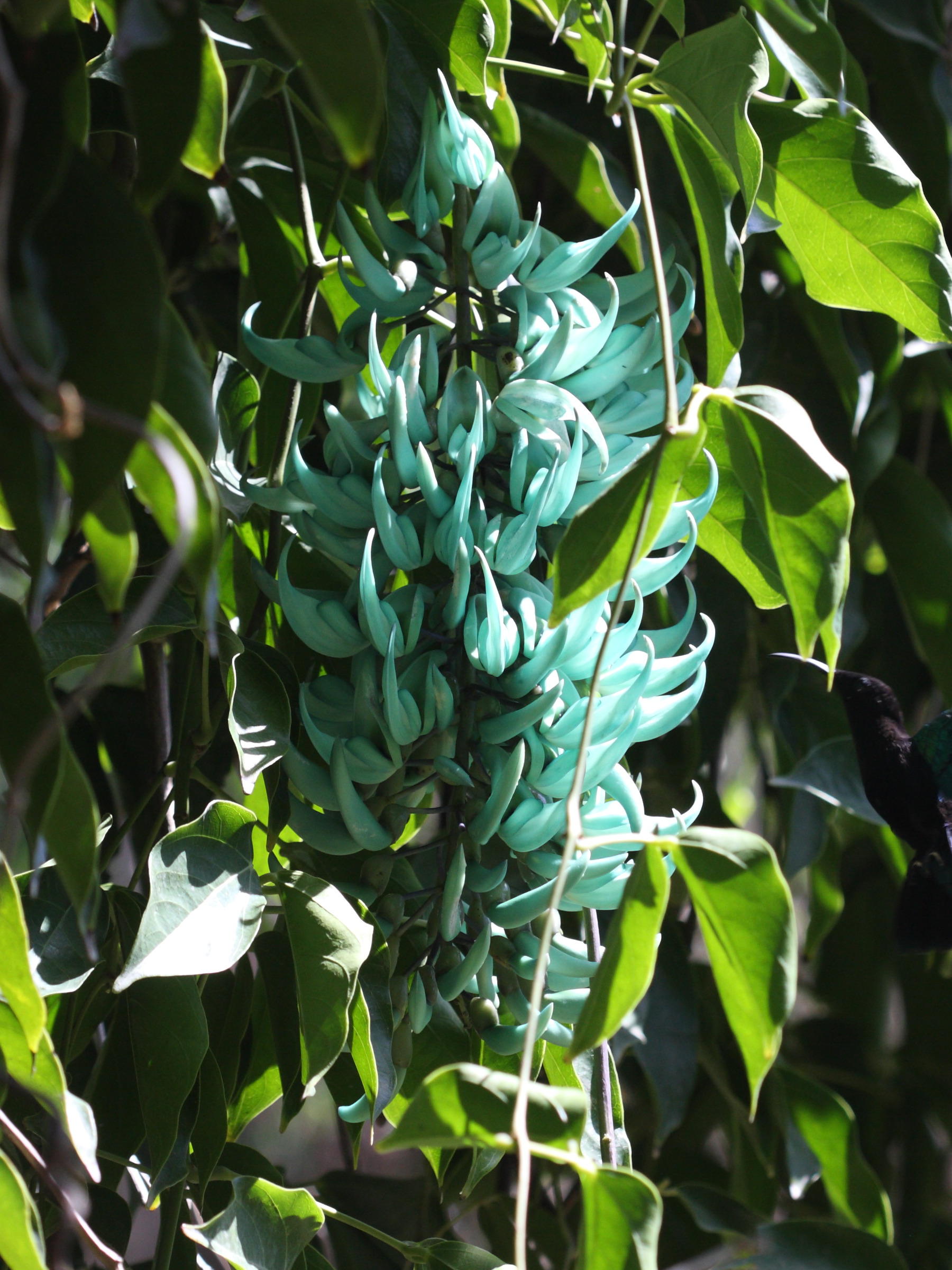 strongylodon_macrobotrys4sd