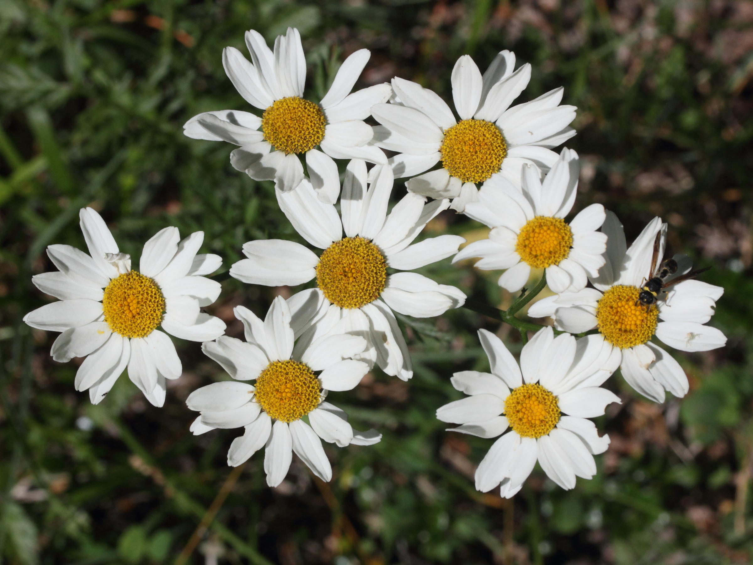 tanacetum_corymbosum_corymbosum5md