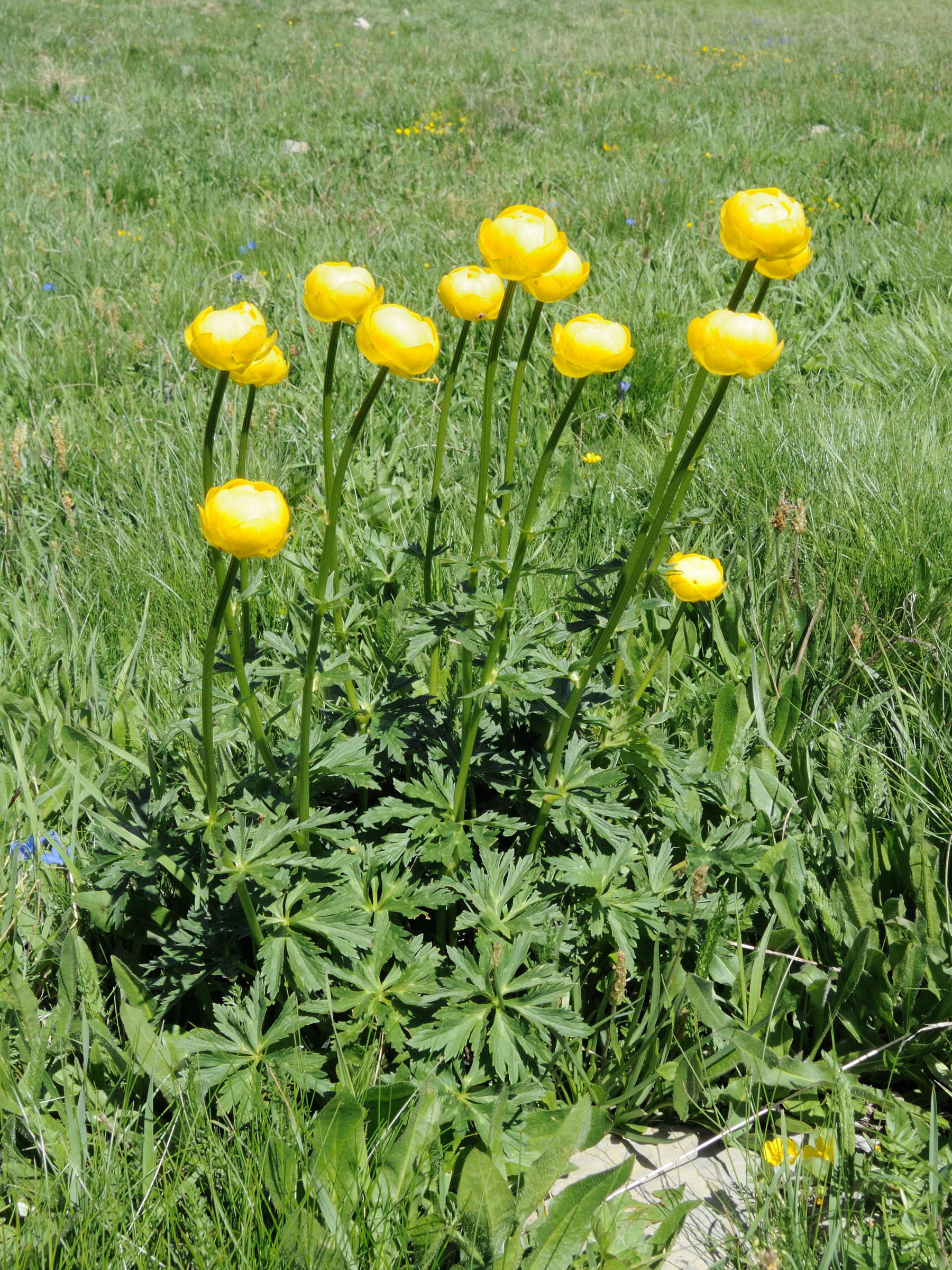 trollius_europaeus2md