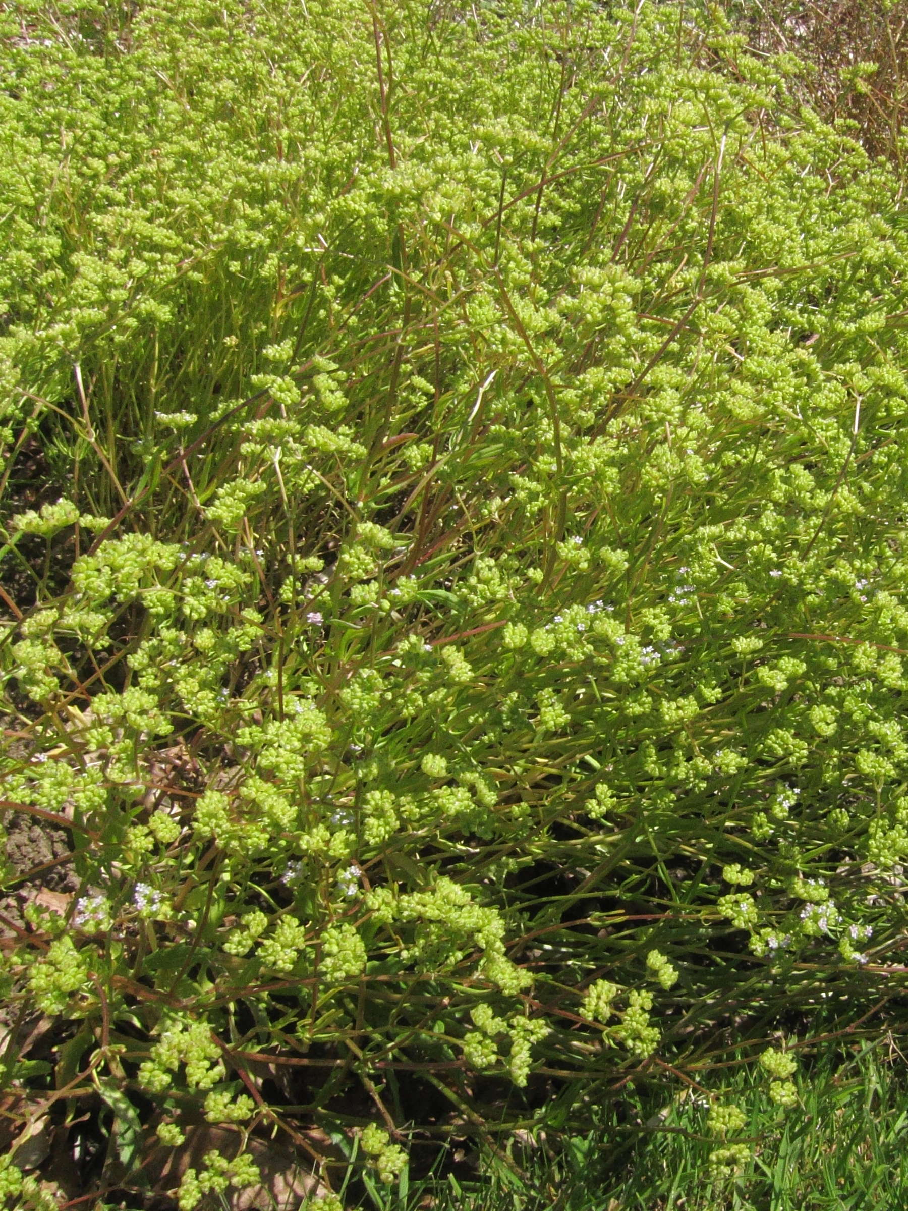 valerianella_dentata2bd