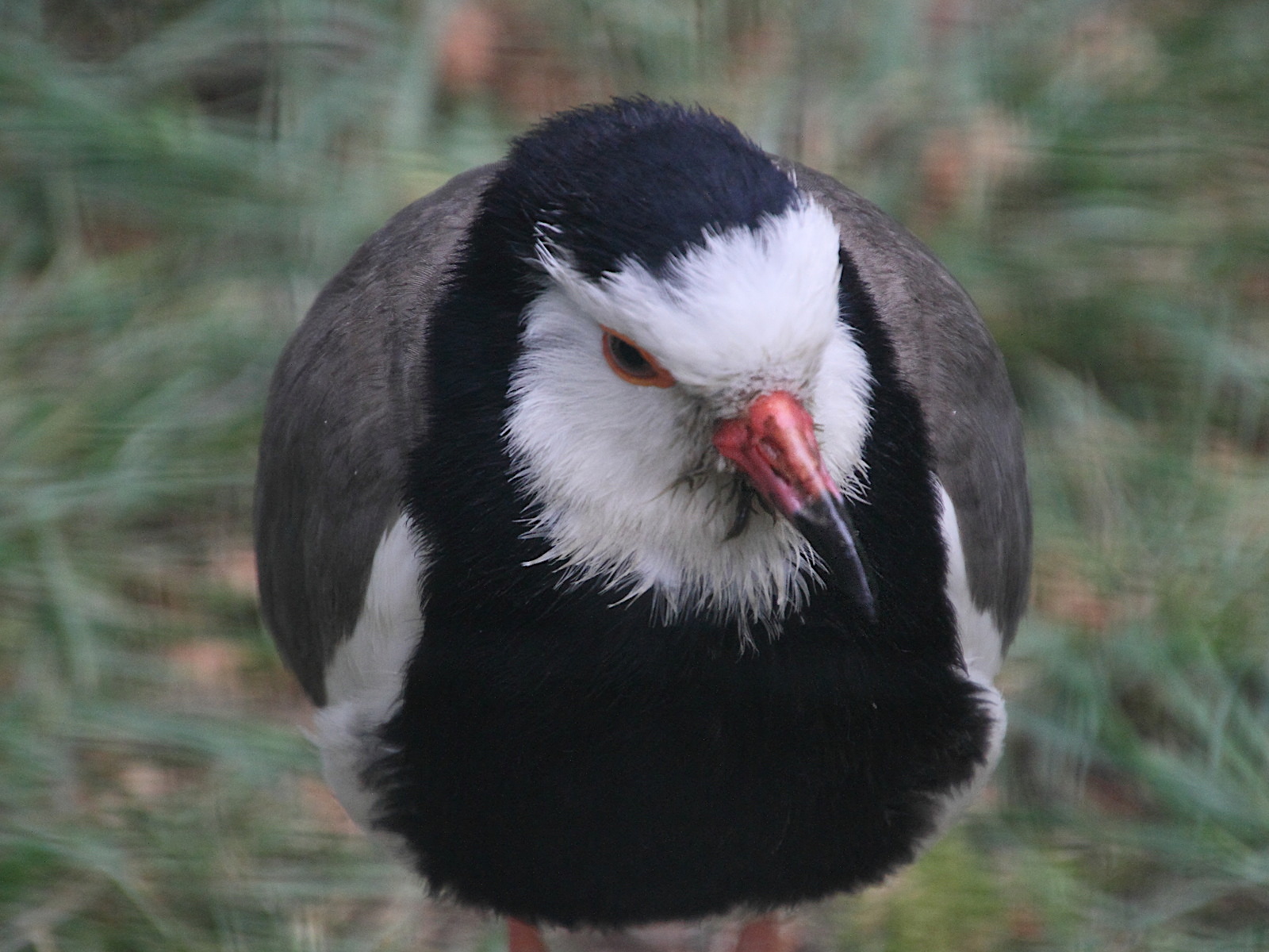 Afficher le média vanneau_a_ailes_blanches_-_vanellus_crassirostris2md vanneau_a_ailes_blanches_-_vanellus_crassirostris2md