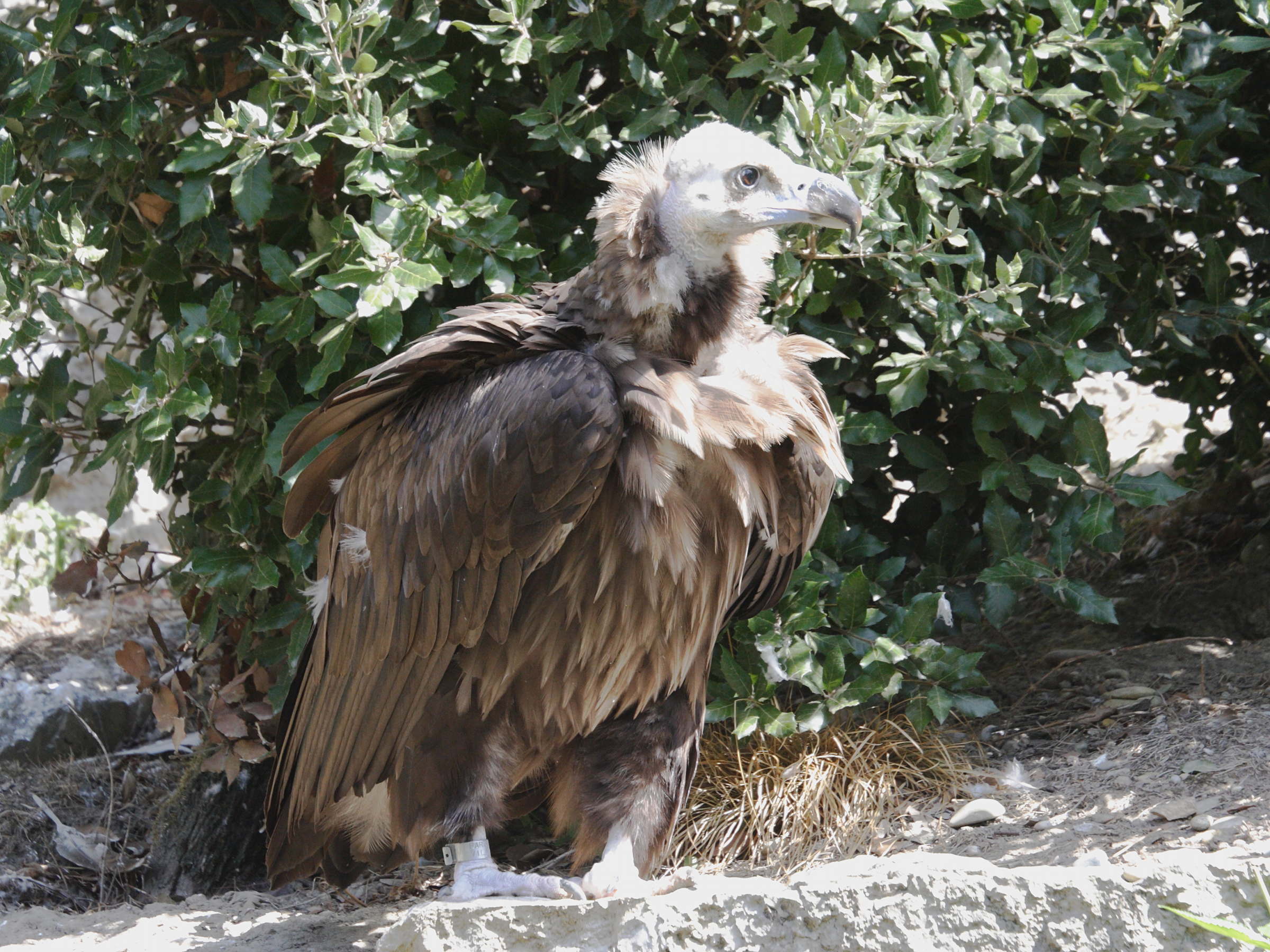 vautour_moine_-_aegypius_monachus4md