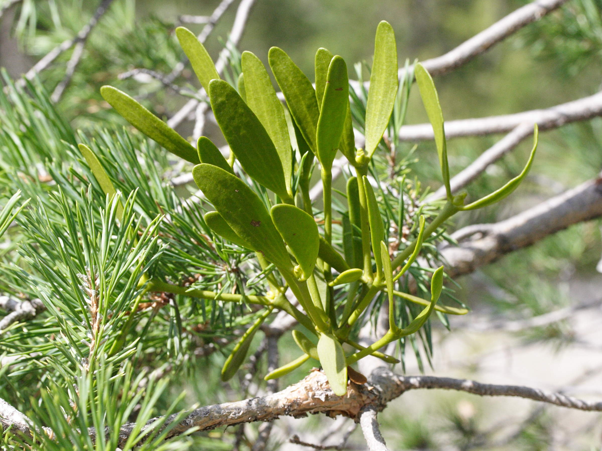 viscum_album_austriacum3md