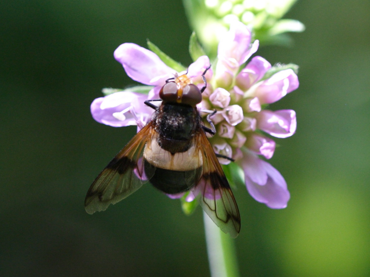 volucella_pellucens1sd