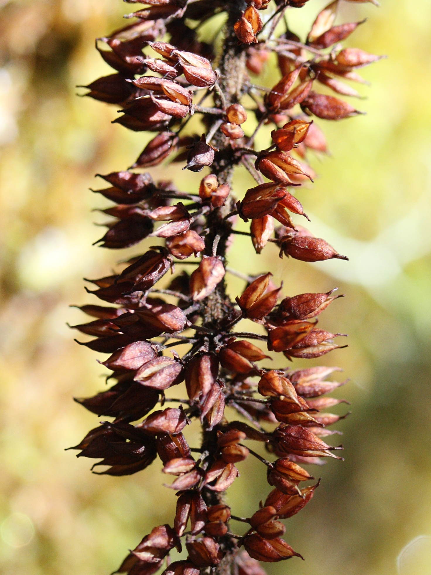 weinmannia_tinctoria8md