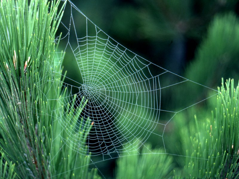 zygiella_x_notata_toile1md