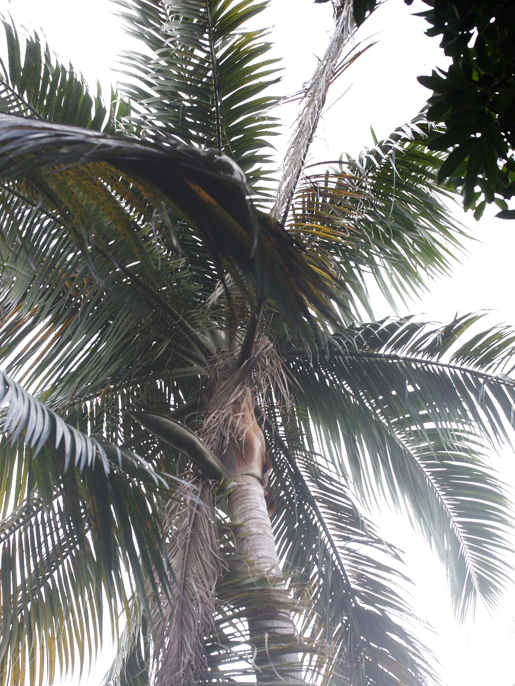 Acanthophoenix_rubra