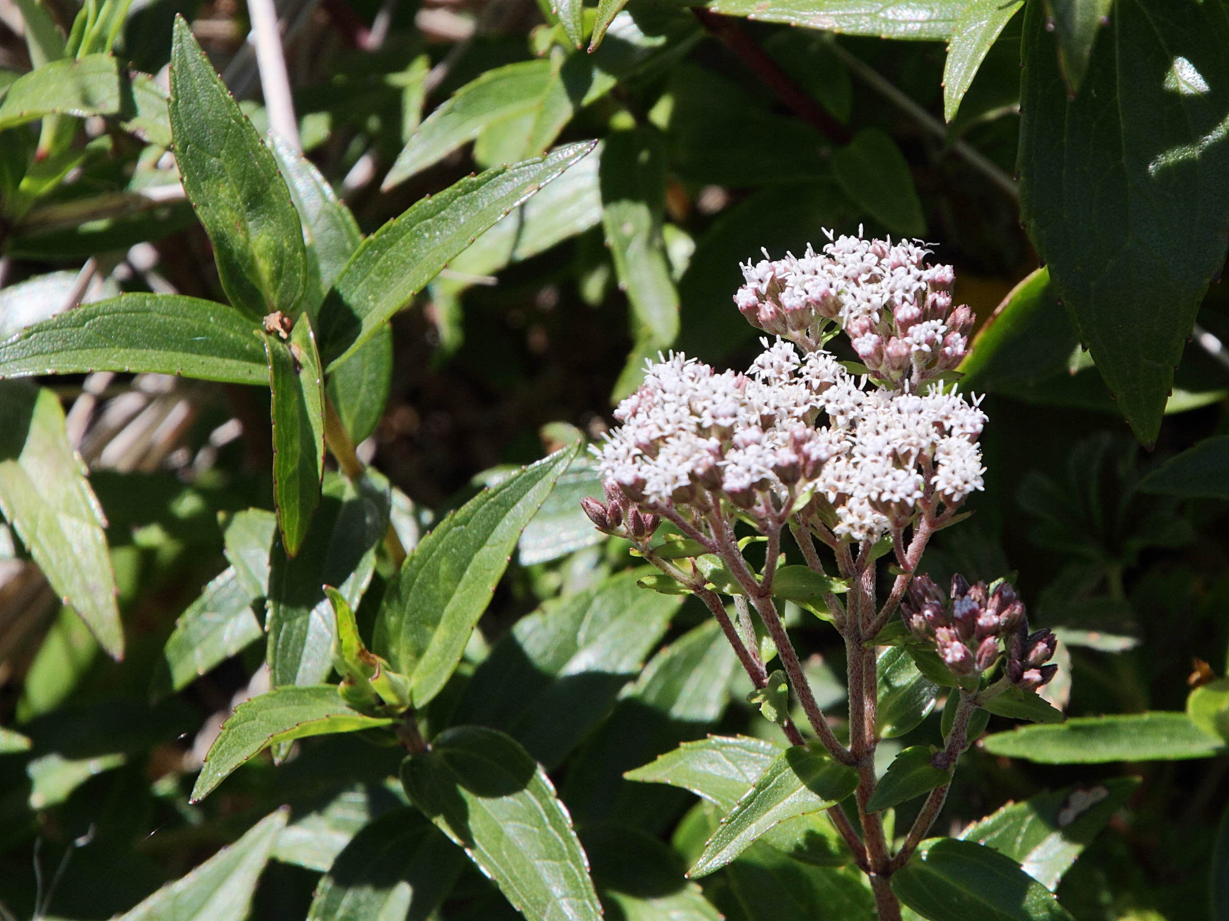 ageratina_anisochroma4md