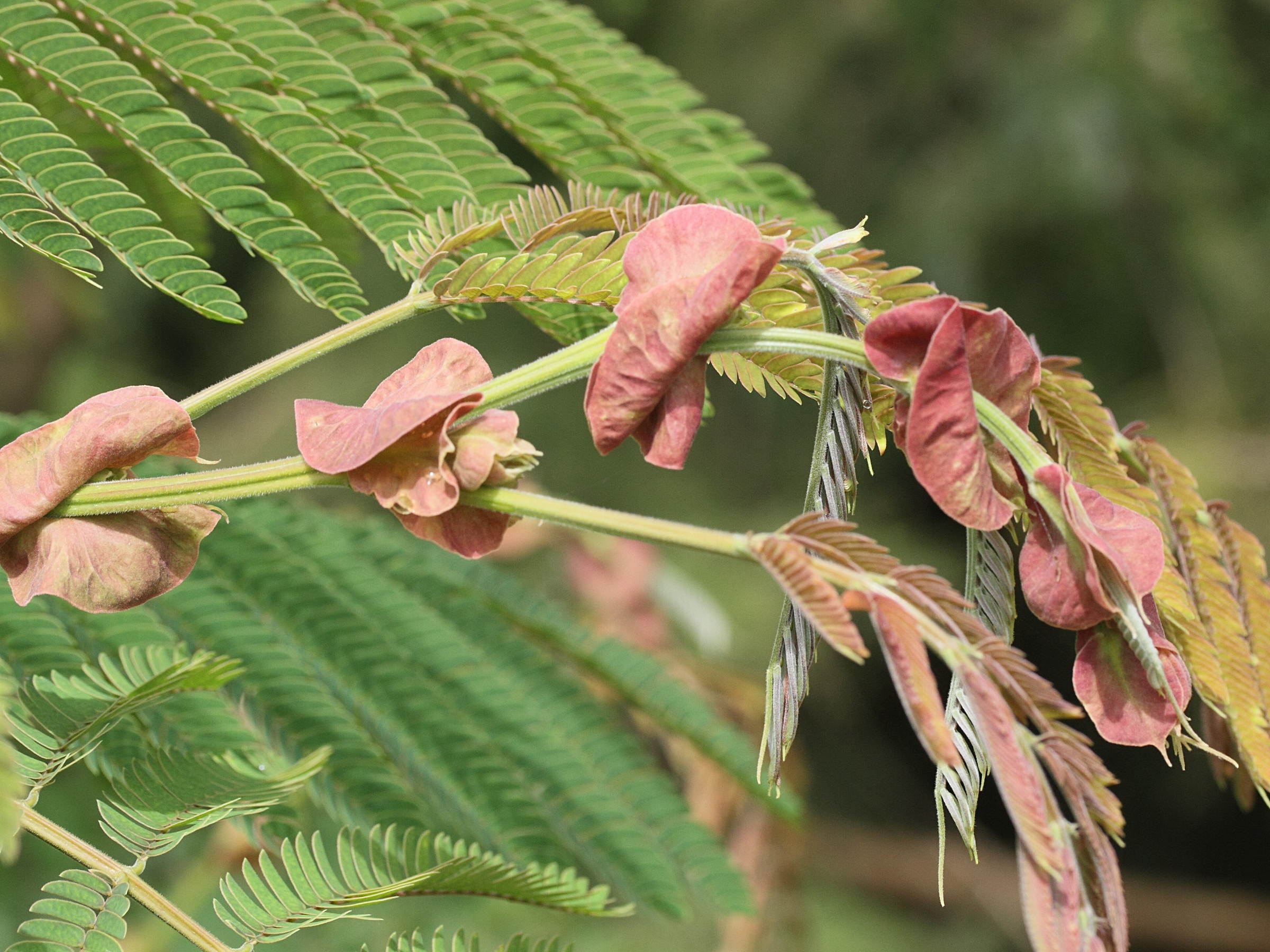 albizia_chinensis4md