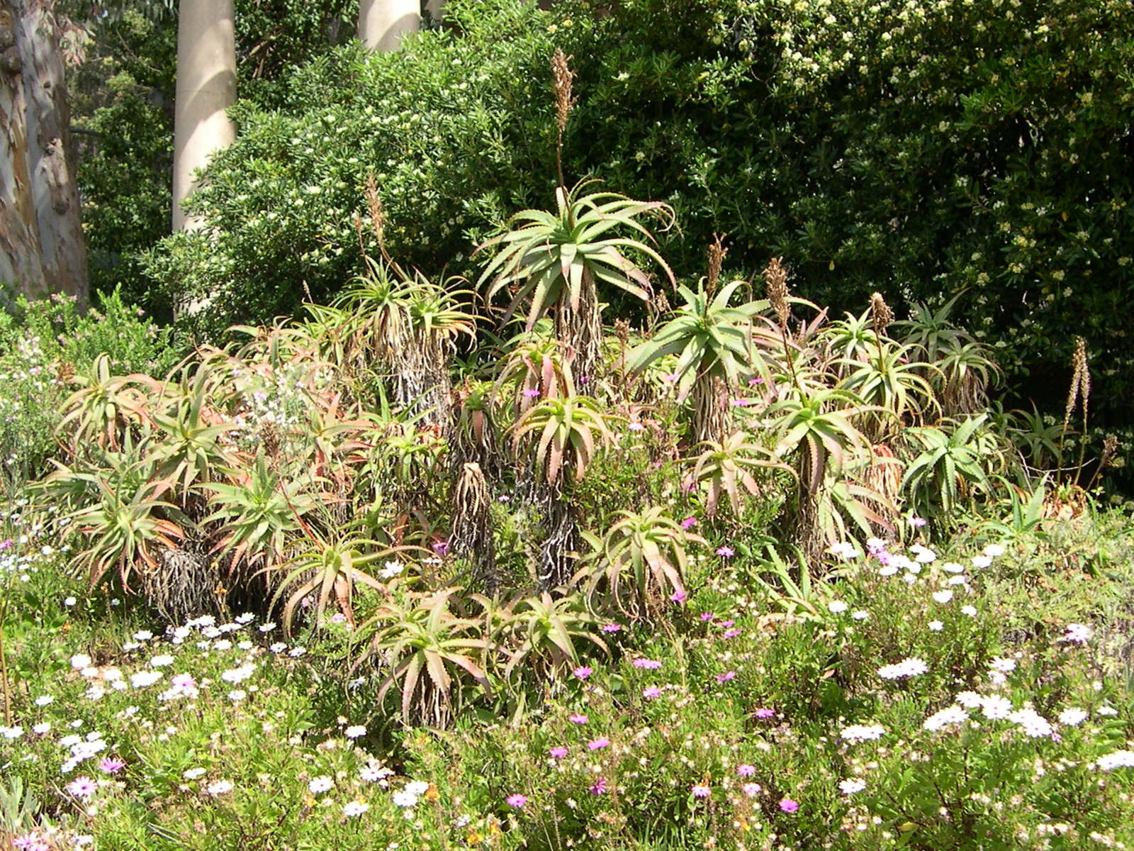 Afficher le média aloe_arborescens3md aloe_arborescens3md