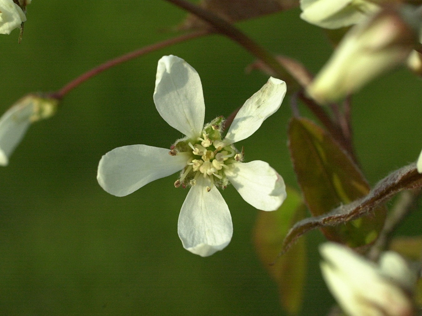 amelanchier_lamarckii4md