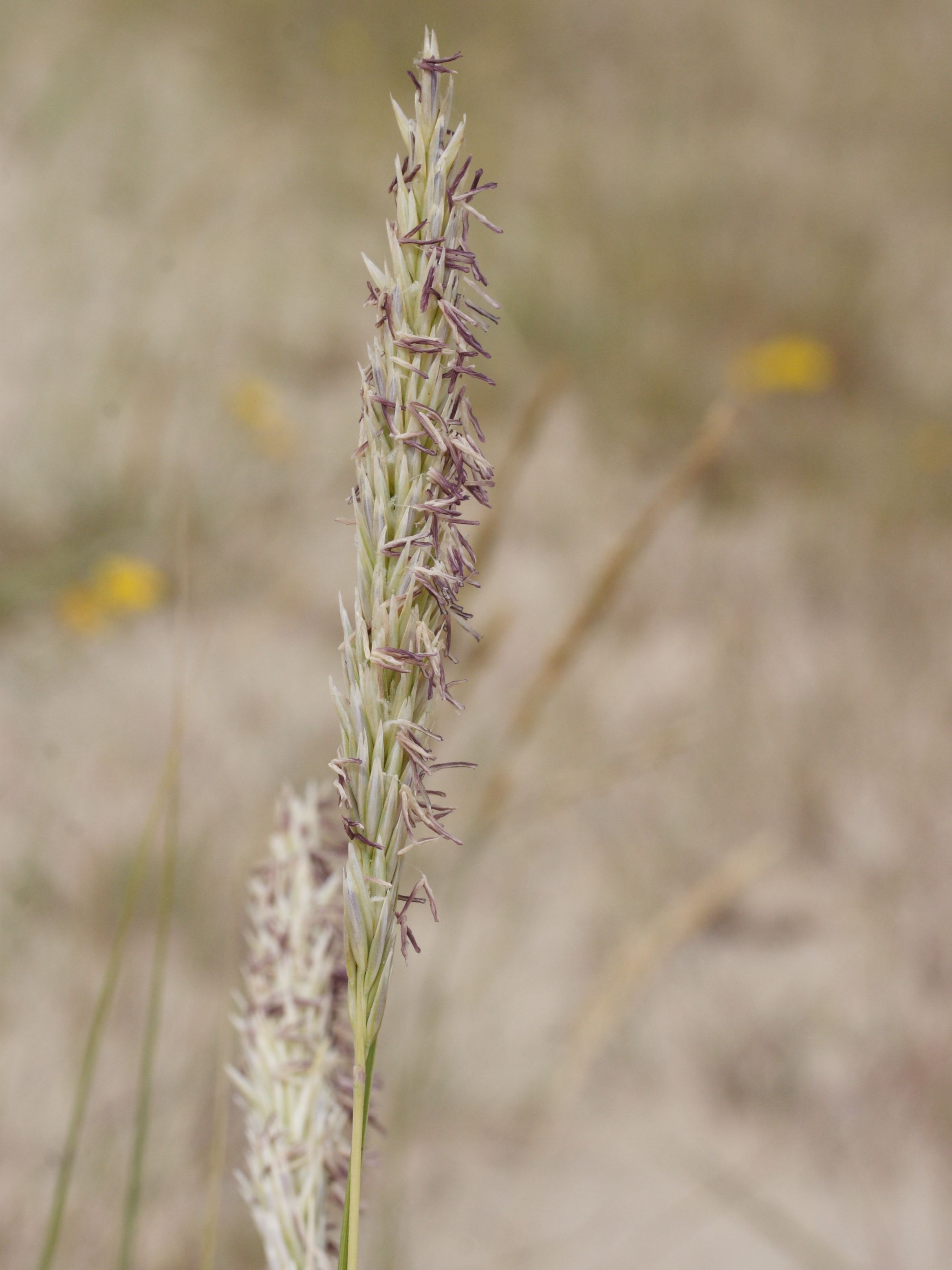 ammophila_arenaria1md