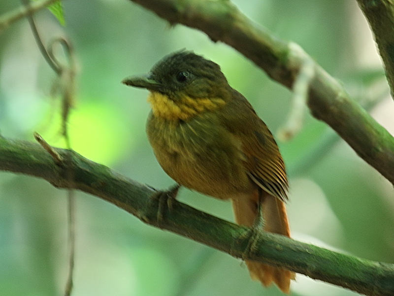 Afficher le média anabate_des_ravins_-_thripadectes_rufobrunneus2bd anabate_des_ravins_-_thripadectes_rufobrunneus2bd