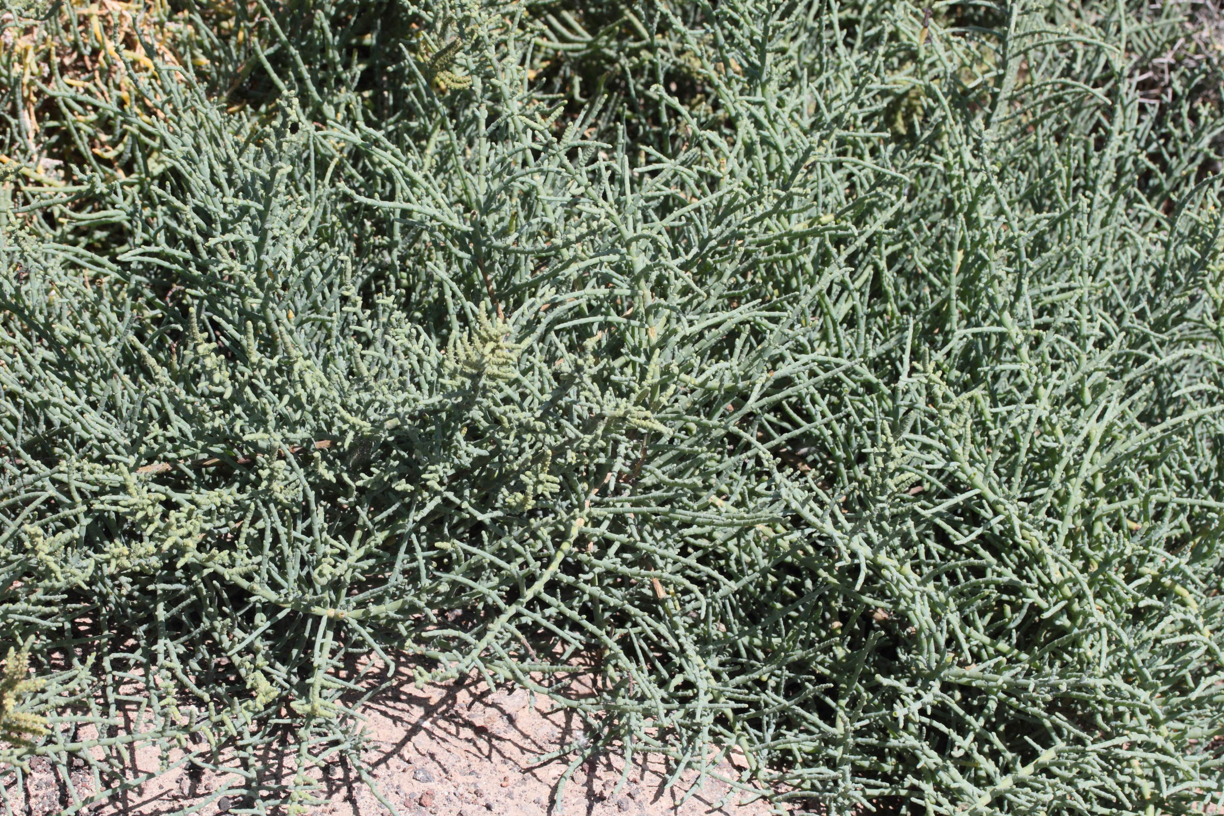 Afficher le média arthrocnemum_macrostachyum5md arthrocnemum_macrostachyum5md