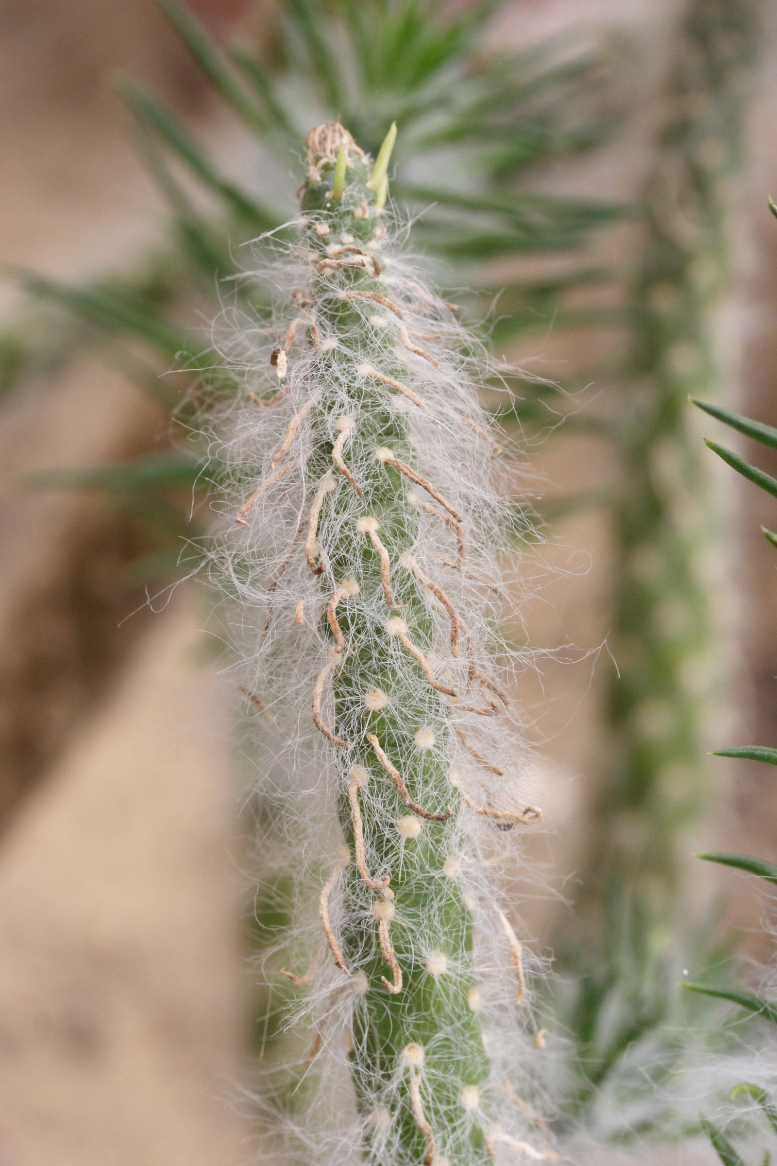 Austrocylindropuntia_vestita