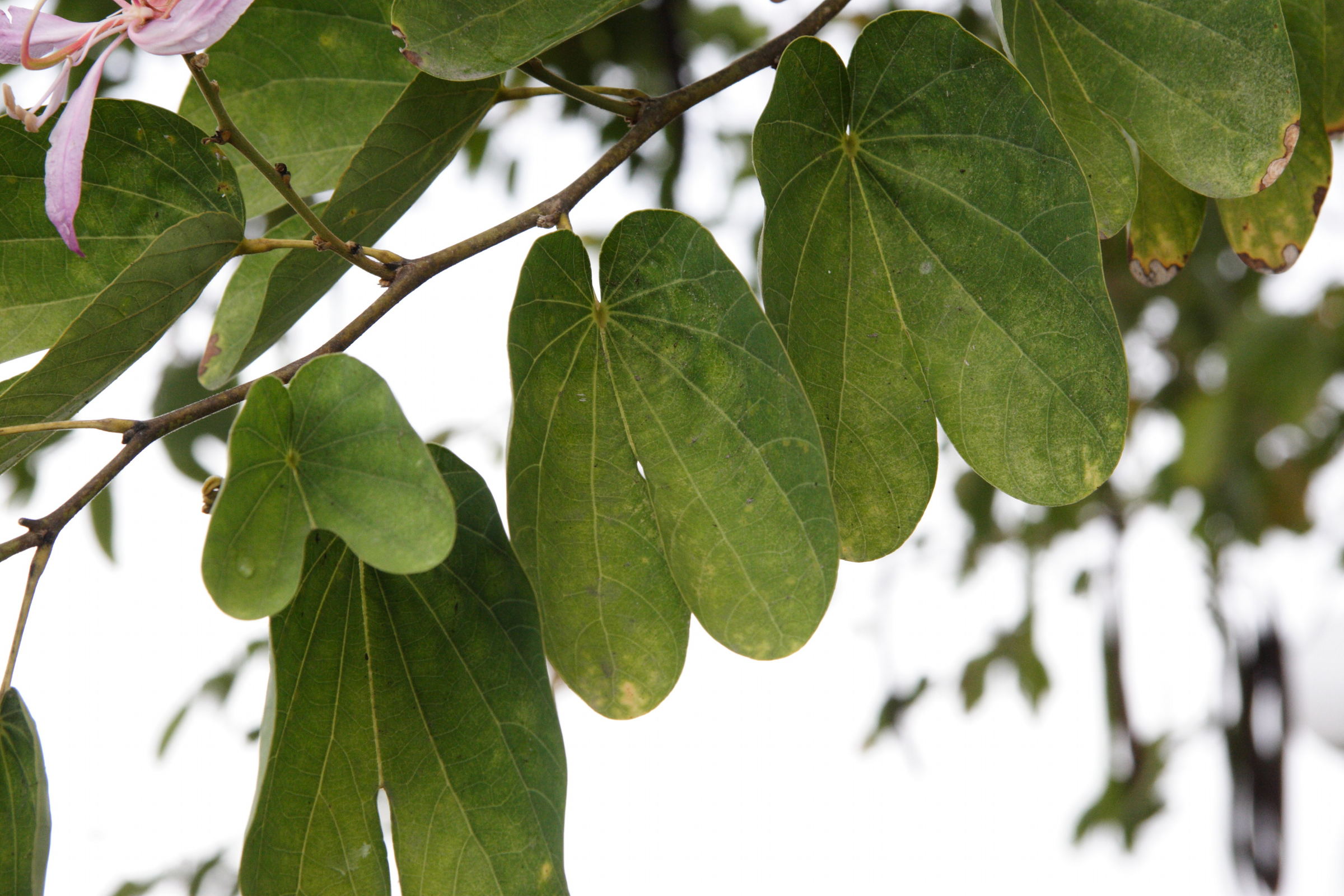 bauhinia_purpurea3md