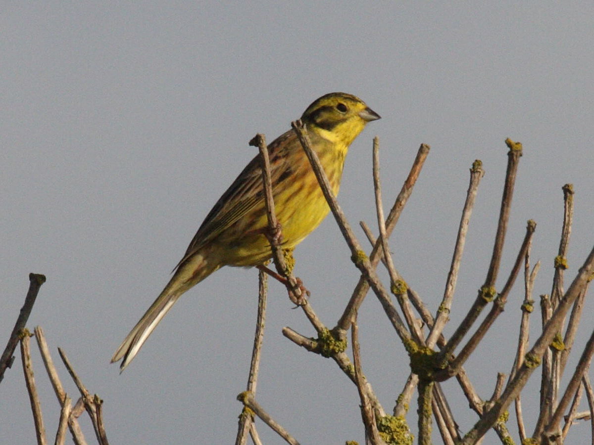 bruant_jaune_-_emberiza_citrinella2md