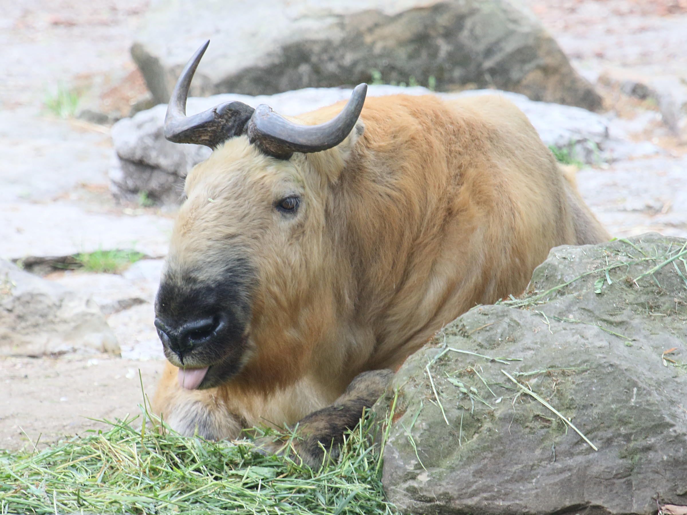 budorcas_taxicolor_tibetana1bd