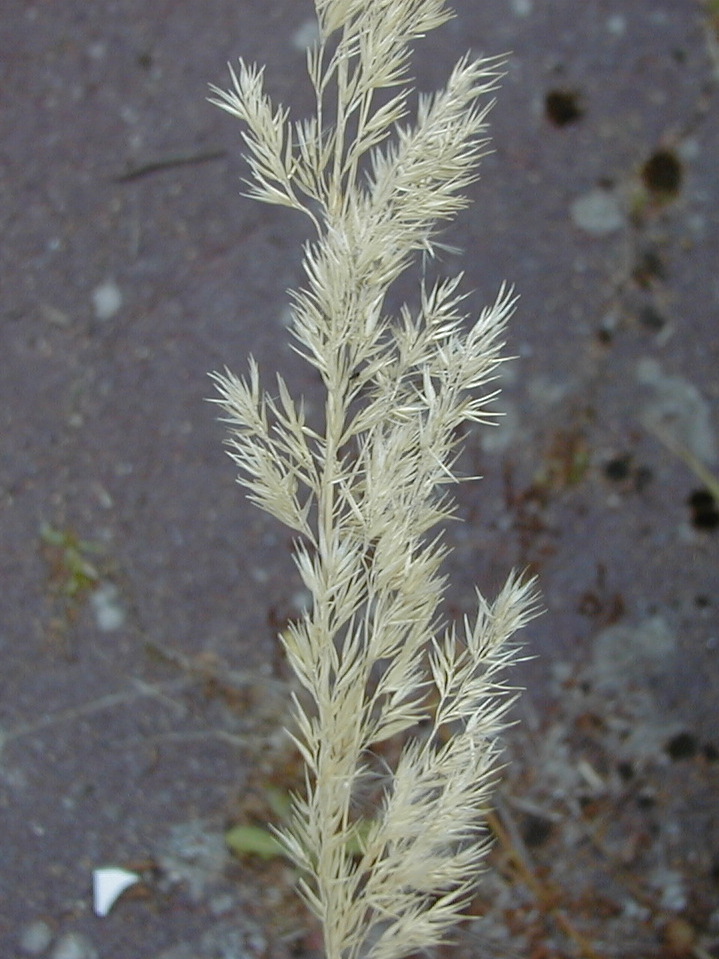 Afficher le média calamagrostis_epigeios2bmd calamagrostis_epigeios2bmd