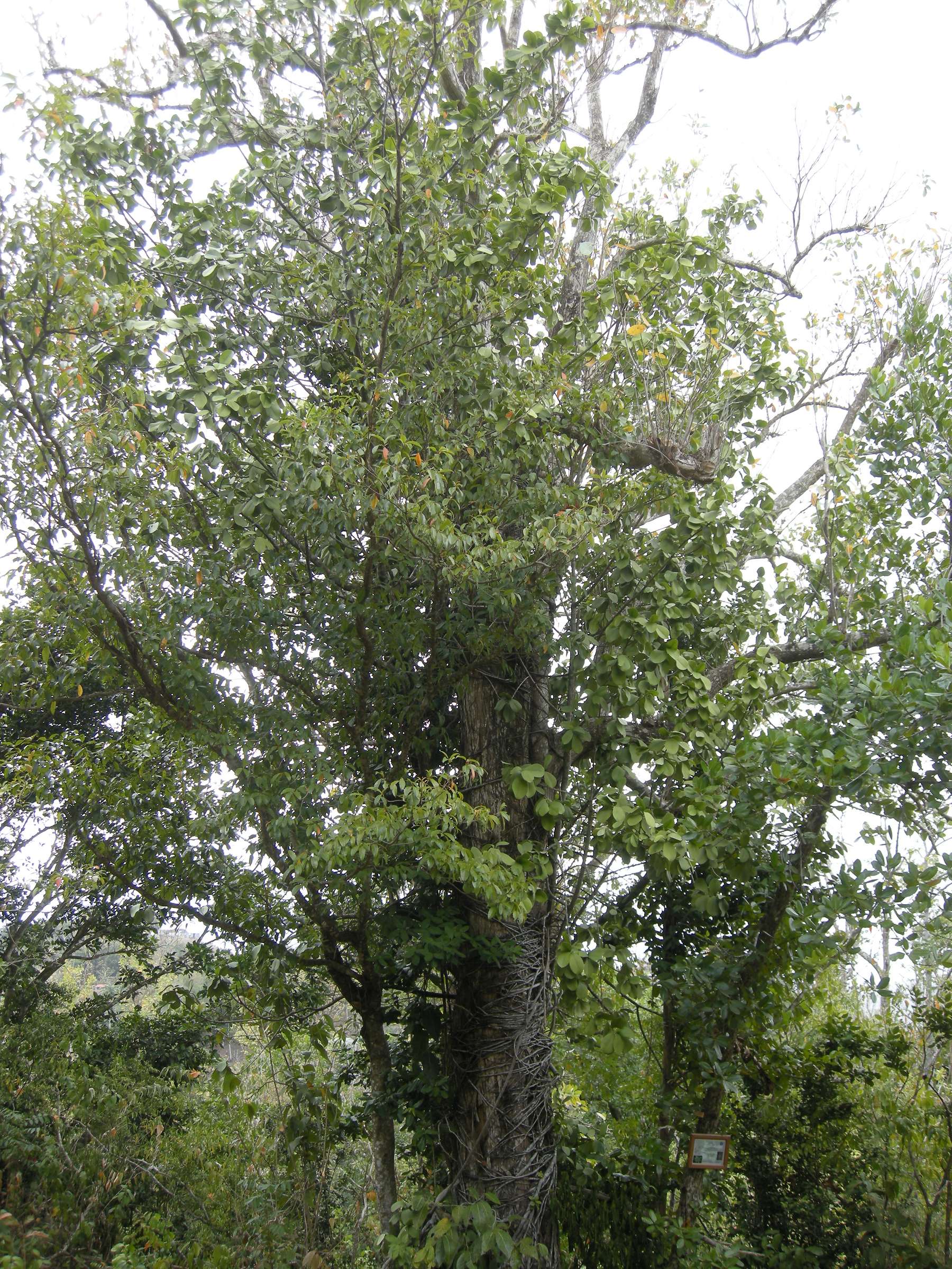 calophyllum_calaba1md