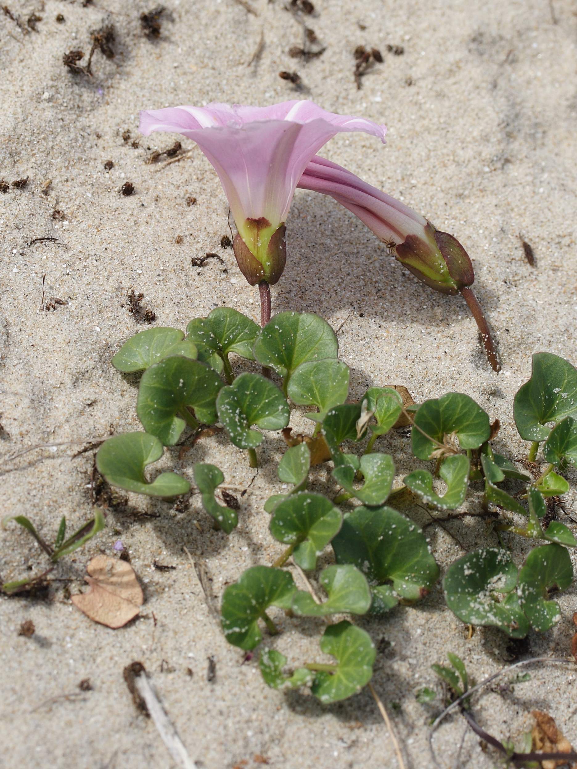 Afficher le média calystegia_soldanella4md calystegia_soldanella4md